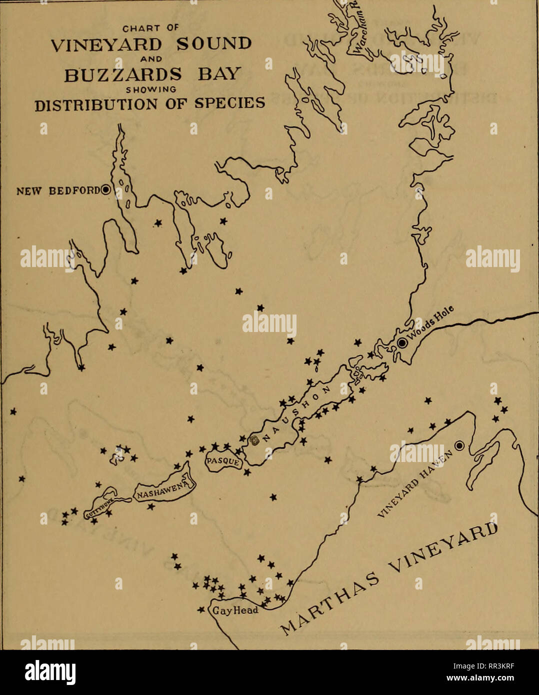 . [A biological survey of the waters of Woods Hole and vicinity. Marine animals; Marine plants. BIOLOGICAL SURVEY OF WOODS HOLE AND VICINITY. 517 CHART OF VINEYARD SOUND BUZZARDS BAY ^S SHOWING &gt;S DISTRIBUTION OF SPECIES H NEW BEDFORD®. Chart 247—Polysiphonia nigrescens (Dillwyn) Greville. A species abundant and widely distributed, growing on stones and shells frequently over muddy bottoms, which accounts for its presence in the middle regions of Buzzards Bay.. Please note that these images are extracted from scanned page images that may have been digitally enhanced for readability - colo Stock Photo