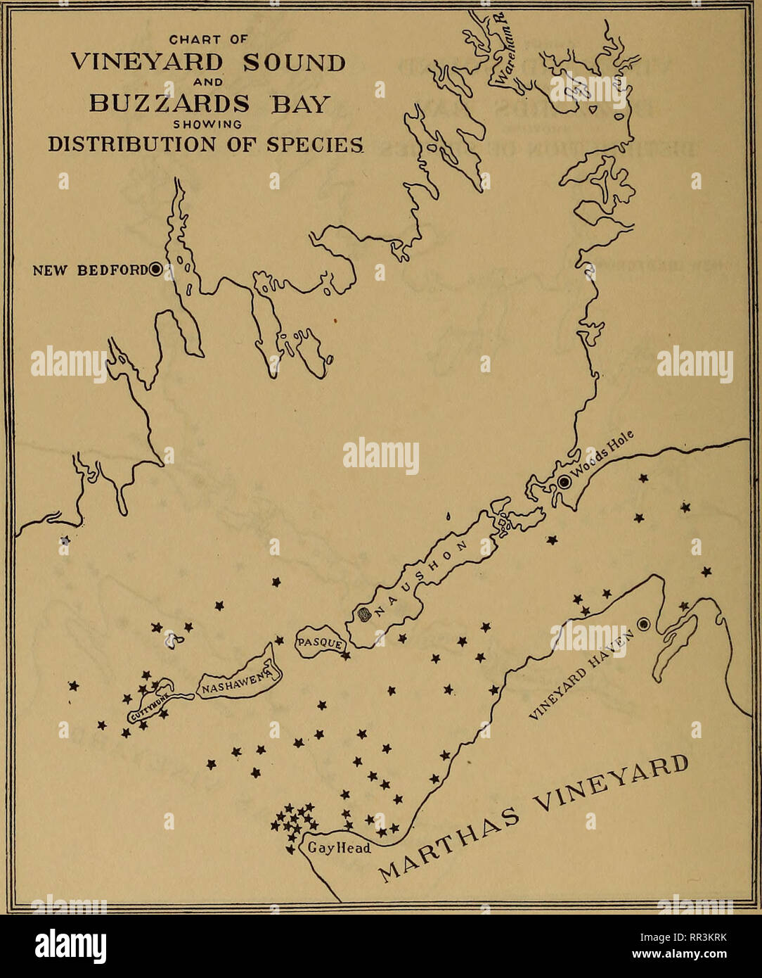 . [A biological survey of the waters of Woods Hole and vicinity. Marine animals; Marine plants. 5i6 BULLETIN OF THE BUREAU OF FISHERIES.. Chart 246.—Polysiphonia elongata (Hudson) Harvey. Prefers the cooler waters of the lower portion of Buzzards Bay and the westerly portion of Vineyard Sound, but presents a somewhat scattered distribution.. Please note that these images are extracted from scanned page images that may have been digitally enhanced for readability - coloration and appearance of these illustrations may not perfectly resemble the original work.. United States. Bureau of Fisheries; Stock Photo