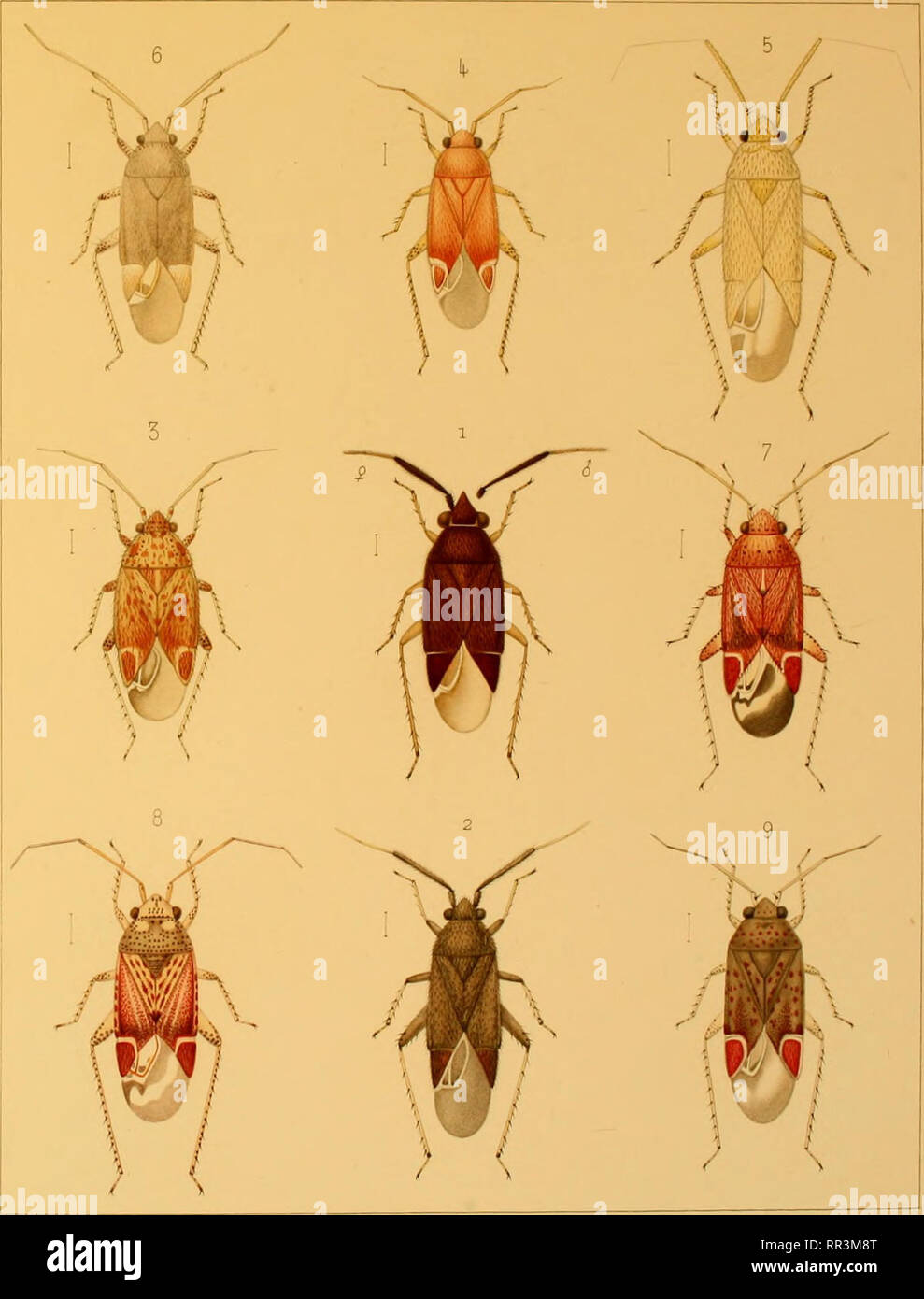 Acta Societatis Scientiarum Fennicae Science Reuter Hem Gymn Europae Pi Vi Fimii Piti Deinmi Et Ihjiiuvniti 1 Atraclotoinus Ocnlaxm K R U L Psallus Diminutus Jlimm 7 Psallus Salicis 2 Id Maisnicornis