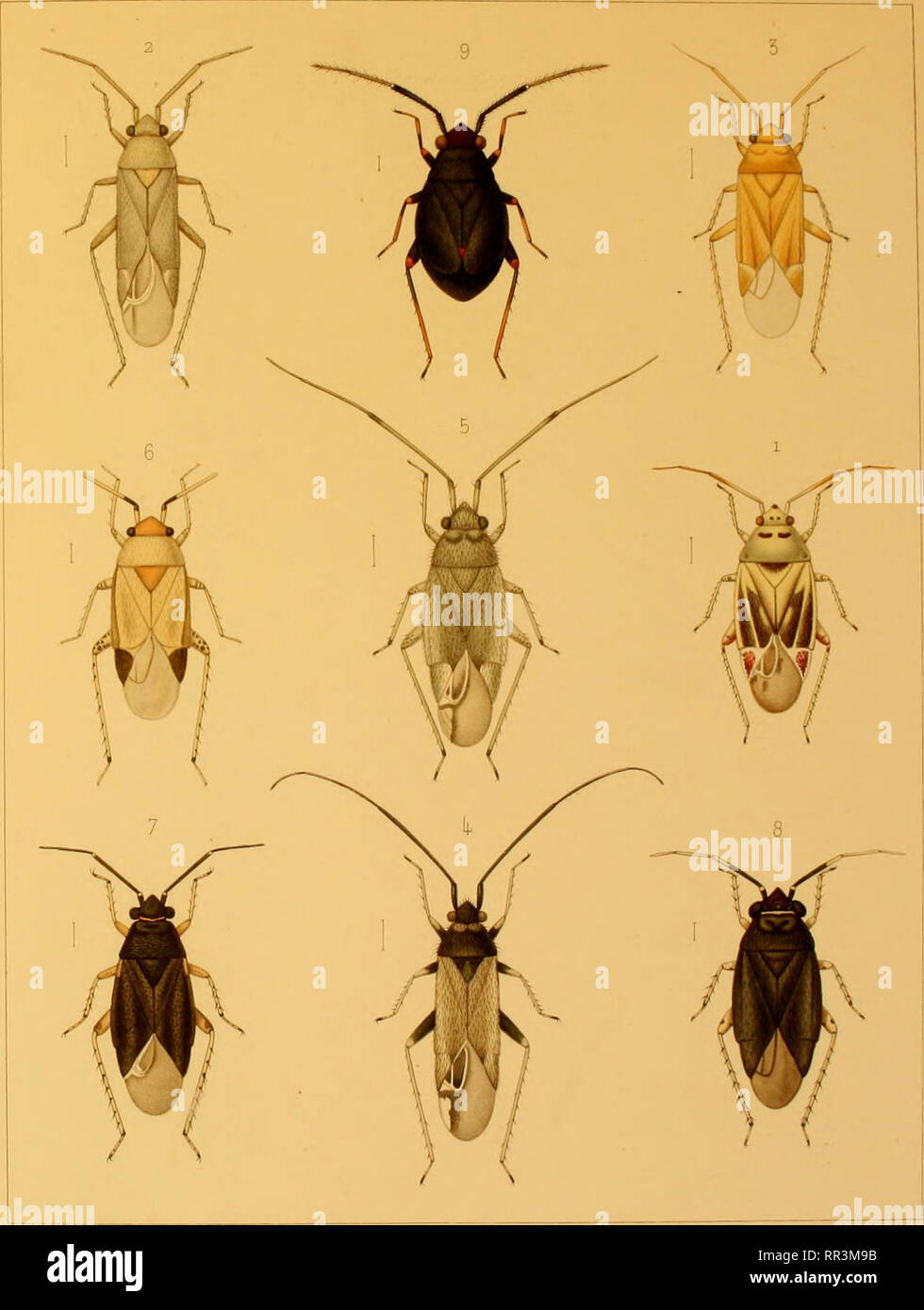 Acta Societatis Scientiarum Fennicae Science Keuter Hem Uymn Buropae Yi Iu Pimia L Dabra X Auin M Z Ui Fc 1 Stkenarus B Otevmmtiai Uju Ur C Trasiscocoris Fieteri K 6 7 Neocoris Ni6rilulus R Lt Var 6 P 2 Asciodema Otsoleta