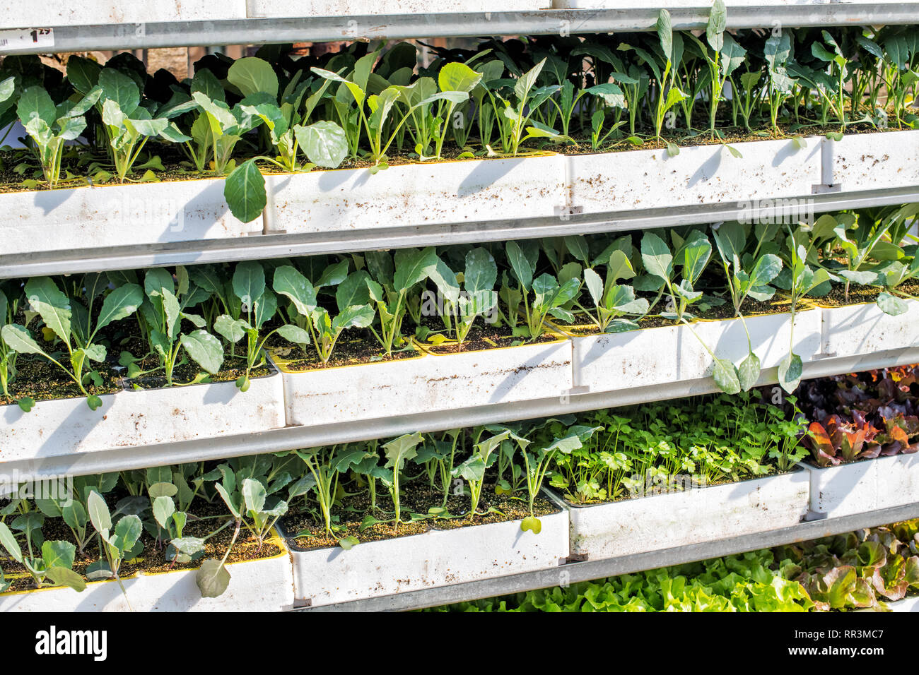 Trays of assorted young green seedlings in a nursery or farm ready to ...