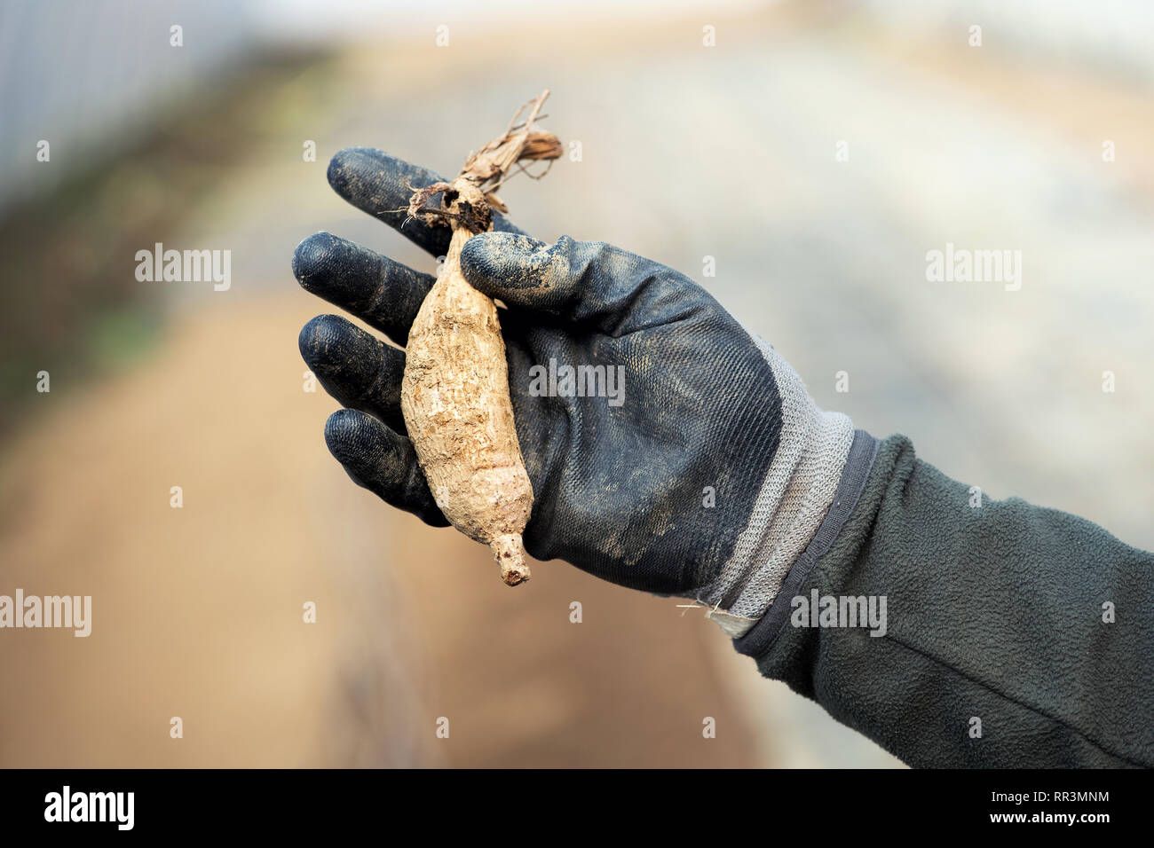 Man wearing a garden glove holding a dahlia bulb on display to the camera outdoors in the back yard Stock Photo