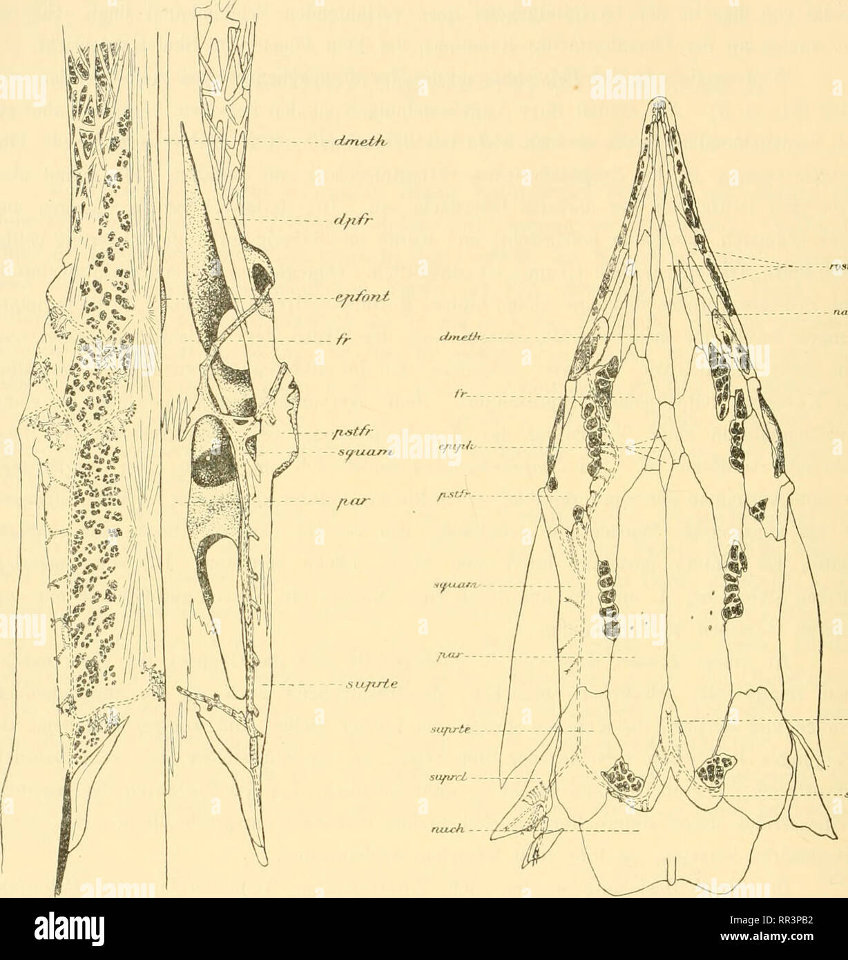 . Acta Societatis Scientiarum Fennicae. Science. A- LuTHEJi.. Fig. 3. Polyodon frdiuiii Kopf (ohne Rostrum) von oben. Links ist die Haut erlialten um die Verteilun.tf der SinneskaiiiUe und der NervensJlck- chen (schwarze Flecke) zu zeigen. Rechts ist das Skelet dargestellt. Knochen weiss, Knorpel punk- tiert, '/4 nat. Gr. Vii. 4. Äripeiiscr riithcinis. Dorsalansicht des Kopfes mit den Xor'ensäckchen (scliwarz). Etwa 1 ',', nat. ür. Bezeichnungen vt;l. Fiy. i. (les Eostrnms ' offeiil);u- mit einer starken Vergrösseming des Gebiets der rostraleii Ner- vensäckclienfelder in Zusanimeniiang- stel Stock Photo