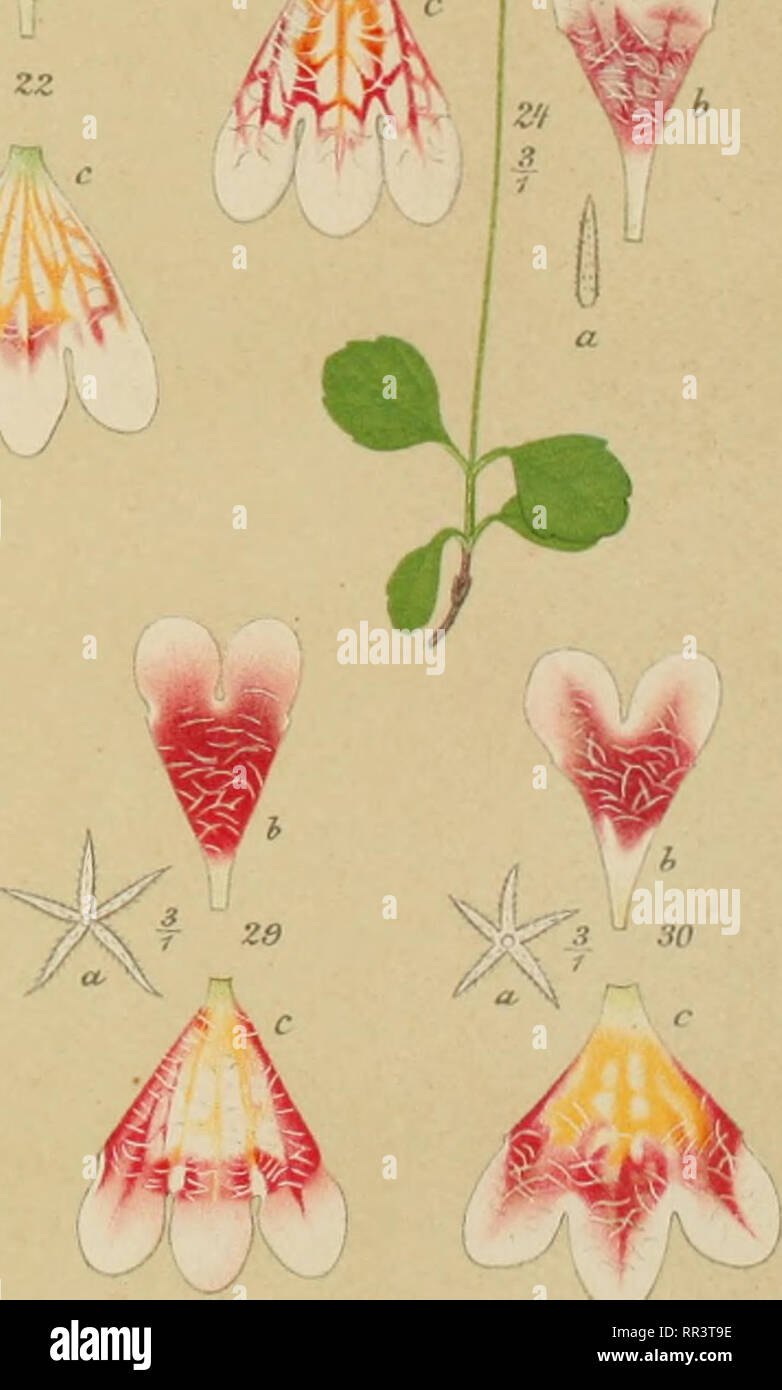 1 Linnaea Borealis High Resolution Stock Photography And Images Alamy