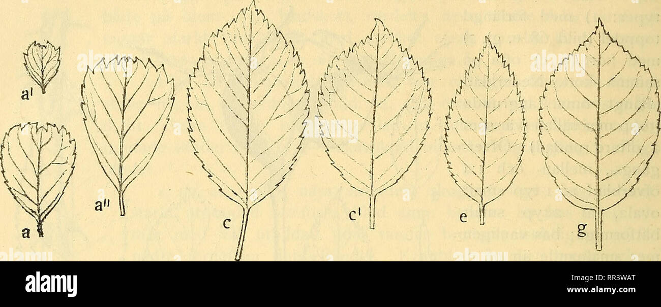 . Acta horti bergiani : Meddelanden fr Kongl. Svenska Vetenskaps-Akademiens Trgd Bergielund. Botany. 48 ACTA HORTI BERGIANI BAND 4. N:0 4. Bild 69.. Virf. canula 16. Nedre bladens topptänder (se a—a") starkt samlutande, med konkav fram-, konvex utkant. Dubbeltänder på alla blad, fast sparsamma, bitand liten, hvass, åtliggande, stundom ersatt af en glandeludd. Bladskottbladens tandning mycket grund, tänder långa, midtbladens spetsade med nästan rak utkant, öfverbladens trubbrundade med ytterst liten udd (se g). Kronblad (T. i,ii; a nyss, b fullt utslaget; märk öfvergången till violett; ins Stock Photo