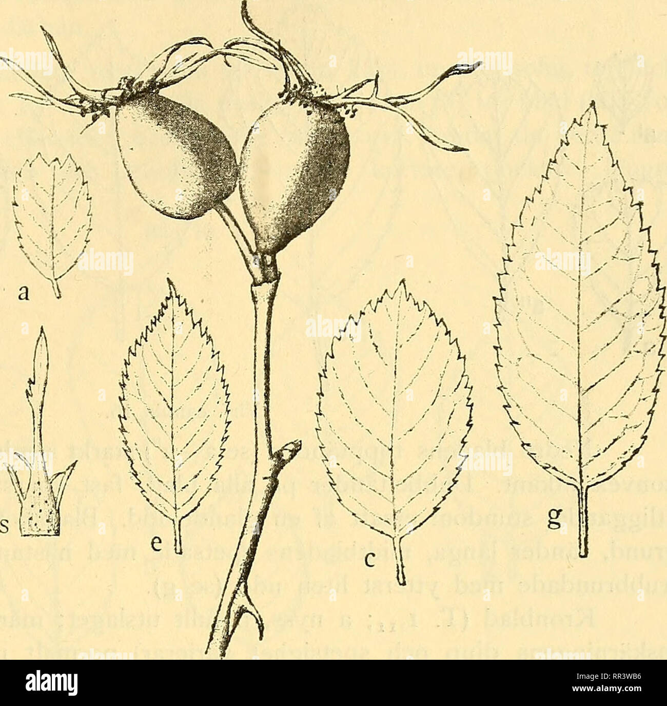 Topp Stock Photos Topp Stock Images Page 3 Alamy