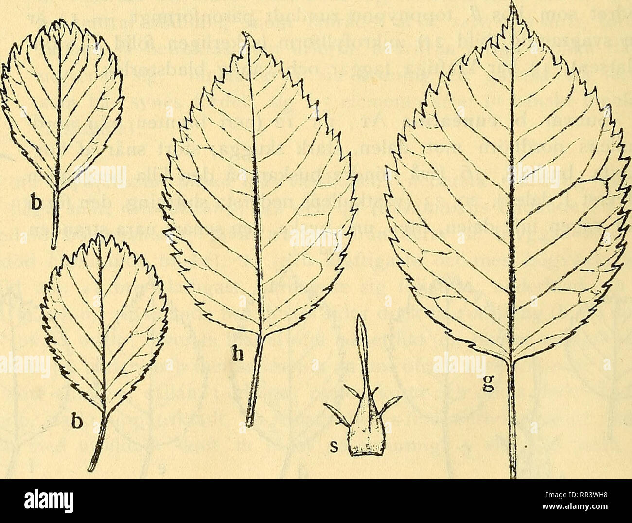 . Acta horti bergiani : Meddelanden fr Kongl. Svenska Vetenskaps-Akademiens Trgd Bergielund. Botany. Gl. cuneatula 23: b, s; 12: g, h. ^ Af 20 har jag ej sett kronblad.. Please note that these images are extracted from scanned page images that may have been digitally enhanced for readability - coloration and appearance of these illustrations may not perfectly resemble the original work.. Bergianska stiftelsen; Kungl. Svenska vetenskapsakademien. Trgd Bergielund. Stockholm : Bergianska Stiftelsen Stock Photo