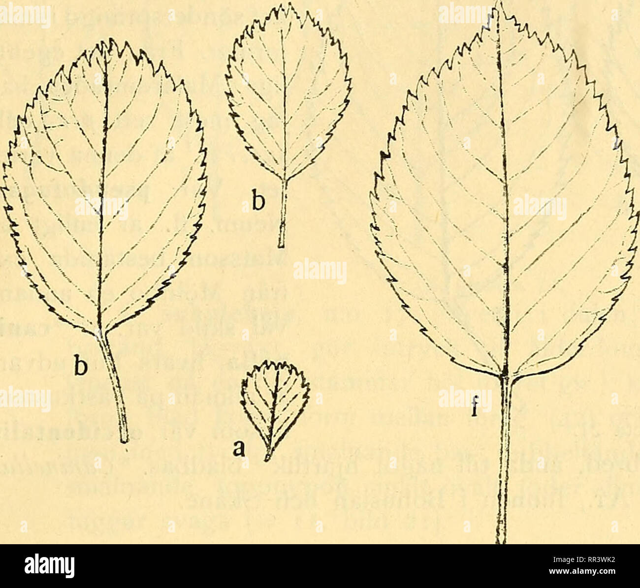 . Acta horti bergiani : Meddelanden fr Kongl. Svenska Vetenskaps-Akademiens Trgd Bergielund. Botany. S. ALMQUIST. BERGIANSKA TRÄDGÅRDENS SPONTANA RoSA-FORMER. 19 Kronblad som hos a, endast med obetydligt högre färg; nedre tredje- delen hvitaktig. Toppnypon nedlöpande nästan till skaftets bas. löfrigtsom a. Bild 16.. Please note that these images are extracted from scanned page images that may have been digitally enhanced for readability - coloration and appearance of these illustrations may not perfectly resemble the original work.. Bergianska stiftelsen; Kungl. Svenska vetenskapsakademien. Tr Stock Photo