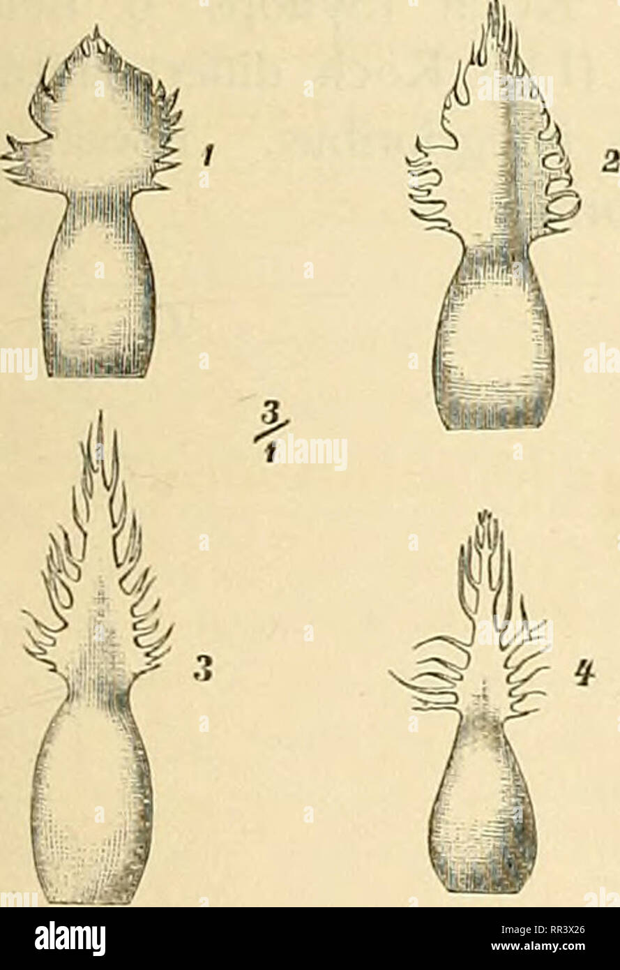 . Acta horti bergiani : Meddelanden från Kongl. Svenska Vetenskaps-Akademiens Trädgård Bergielund. Botany. WITTROCK &amp; O. JUEL. CATALOGUS IIORTI BOTANICI BERGIANI. 57 Praeterea exstat quidam 5. japoiücns Ait. a De Candolle (1. c, pars 6, p. 363) citatus, nobis ignotus. Denique ad Tussilaginem japonicam L., quse est Senecio Kampferi DC, hoc nomen transferre forsitan voluerit aliquis. Sed ut confusio nimis molesta evitetur, nomen illud plane rejici necesse est. 0. J. Notula XIV. De Centaurea Jacea L. var. lacera Koch, Lange. Dum mense Augusto 188S botanicae artis causa in Gotlandia vcrsor, in Stock Photo