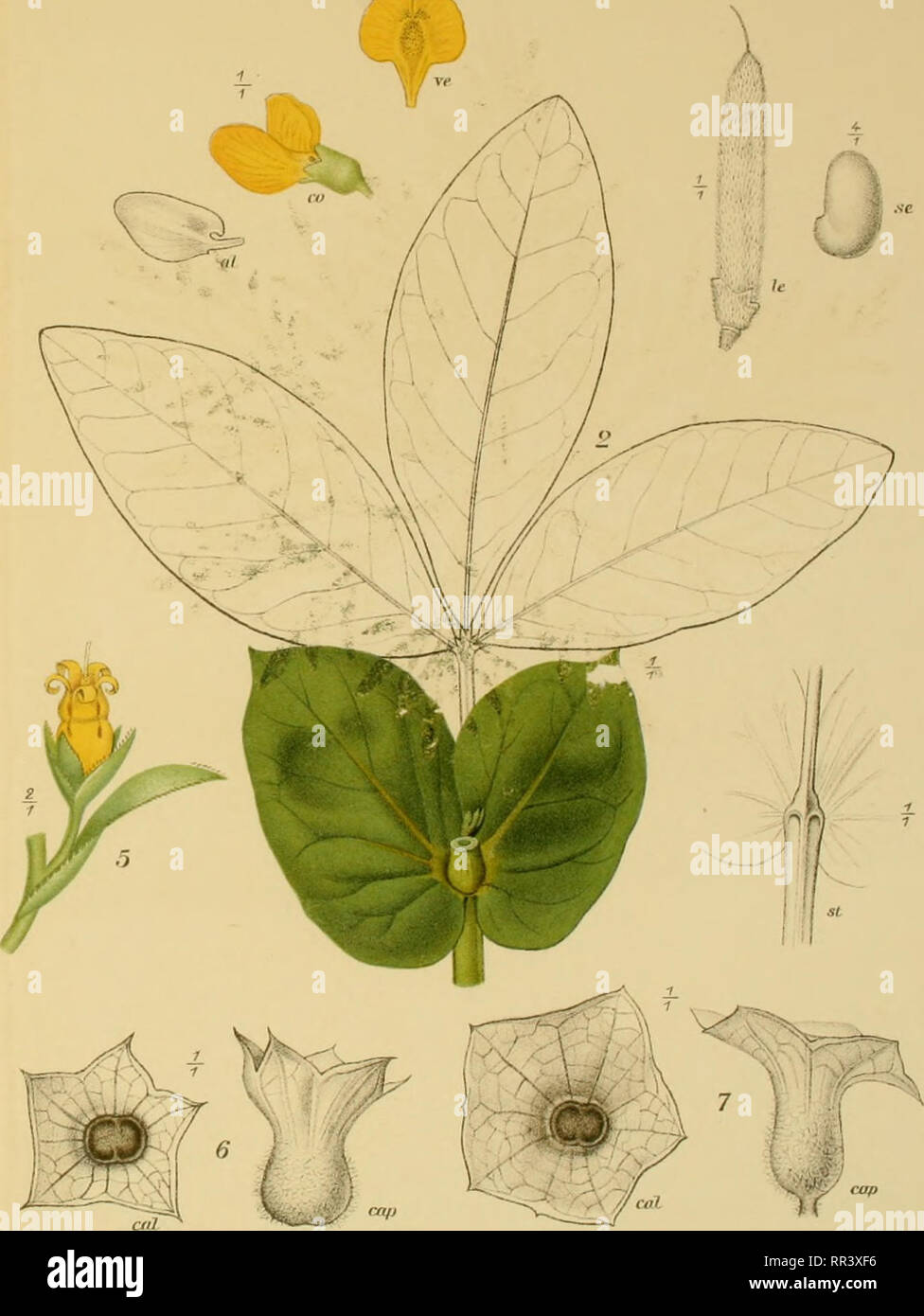 . Acta horti bergiani : Meddelanden från Kongl. Svenska Vetenskaps-Akademiens Trädgård Bergielund. Botany. AEkblonLdel.et piruE l.Délphiniurn. ^randiflorum L. var flavopiinctatuitL ELi^ndstr. 2. Thermopsis caroliniana Cxtrtis (2: CO, al, VC, k, sc, stJ ß.Datura fastuosaL Ltth-GTholanflei; Stockholm.. 4. Dat.Metel L 5. CerintKe miiLor L G.Hyoscyancus niéer L. var. campcuiulata E. LuTidstr. var. pallidusWfcK ( 6: caL, cap ) 7. H. ni&amp;er L.v.paJlidTisW&amp;Kxalbus L. f 7: caL, cap ).. Please note that these images are extracted from scanned page images that may have been digitally enhanced for Stock Photo