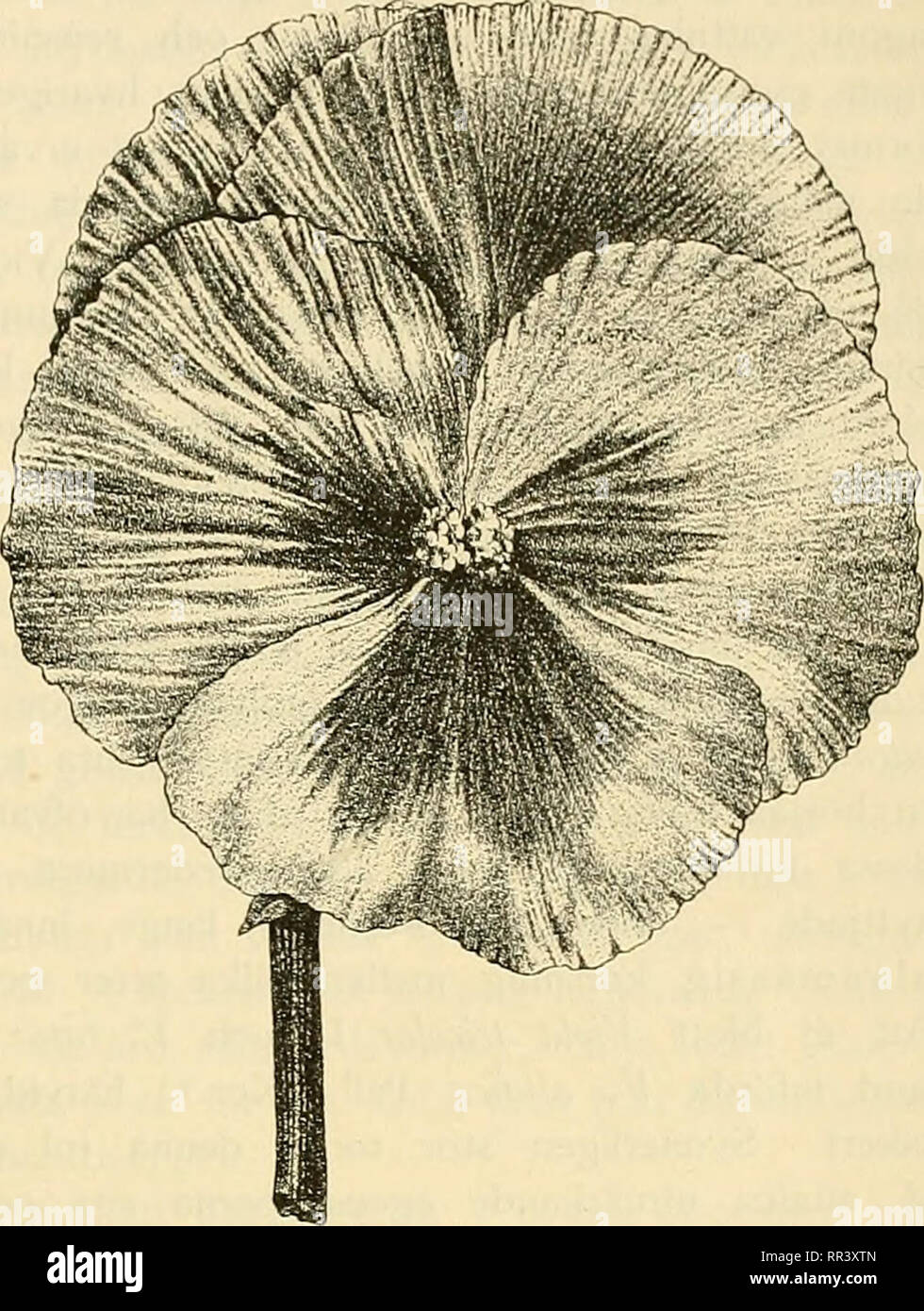 . Acta horti bergiani : Meddelanden från Kongl. Svenska Vetenskaps-Akademiens Trädgård Bergielund. Botany. v. R. WITTUOCK, DI- ODI.ADI- PF.NSEHRNAS IIISTOIUA. SI Uti »Vilmorins Blumen- gärtnerei» 3:dje upplagan, sid. 94 omnämnes en dubbelblom- mig, hvit pensé från R. J. Far- GUHAR i Boston uti Massachu- setts. Enligt »Gartenflora» 1889, sid. 245 skall den höra till de s. k. halftyllda, hos hvilka blott ståndarne öfvergått till kronblad. Dessa äro de bidrag till de odlade penséernas historia uti olika länder, som jag lyckats finna i den mig tillgängliga bo- taniska och hortikultur-litera- turen Stock Photo