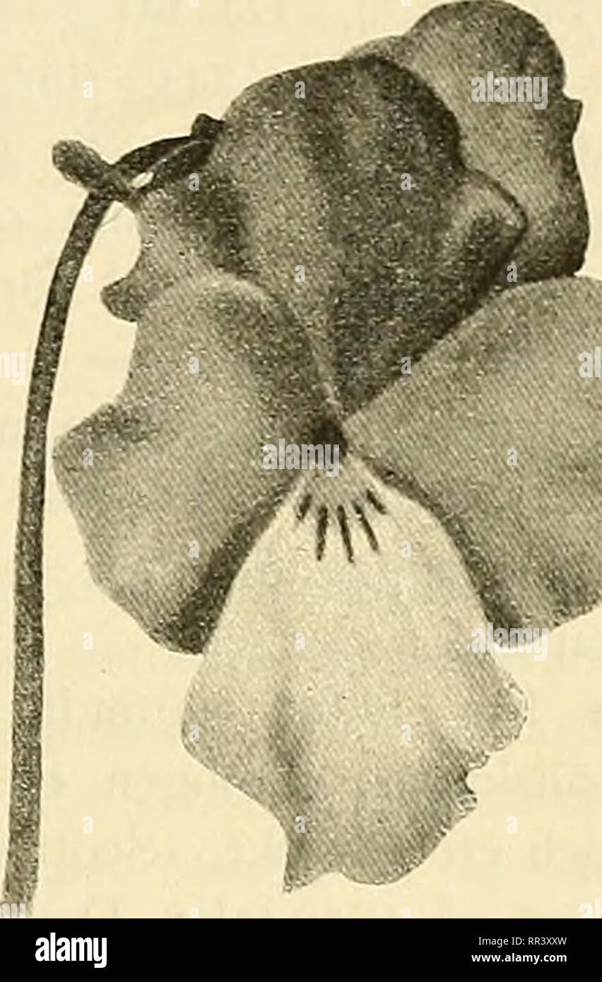 . Acta horti bergiani : Meddelanden från Kongl. Svenska Vetenskaps-Akademiens Trädgård Bergielund. Botany. Bild 41. "Ariel". Dicksons &amp; Co, if Bild 42. ningsvärdt långa stammar och ovanligt tjocka, vaxlika kronblad»'), något som ej alls passar in på V. calcarata L. En annan anmärkningsvärd egenskap —• jemte den länga sporren — hos »Ariels» blommor är, att de uti mycket påfallande grad vexla färg efter olika årstider. Om våren äro de ljusblå med endast en helt liten, hvit gördel omkring den gula honungsfläcken, »men allt efter som dagarne blifva längre och ljusare, blir färgen lju Stock Photo