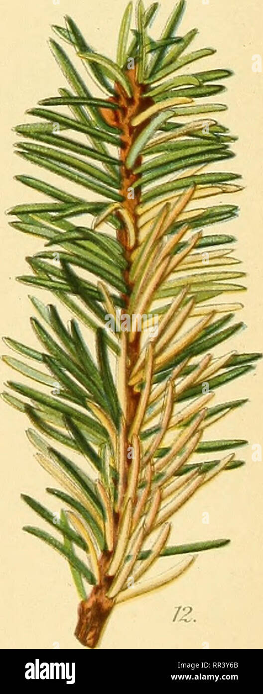 . Acta horti bergiani : Meddelanden från Kongl. Svenska Vetenskaps-Akademiens Trädgård Bergielund. Botany. pinx. &quot;E.Lane.BerlirL.lifh, Gi^an. Picea excelsa; 1, 6, 8-10 var. aciiminata; 2,3,7,11 var. eui^opeea. 5 var feriTiica; ^var obovata,- llf virgata; 12-15 f. aixrea.. Please note that these images are extracted from scanned page images that may have been digitally enhanced for readability - coloration and appearance of these illustrations may not perfectly resemble the original work.. Bergianska stiftelsen; Kungl. Svenska vetenskapsakademien. Trädgård Bergielund. Stockholm : Bergiansk Stock Photo