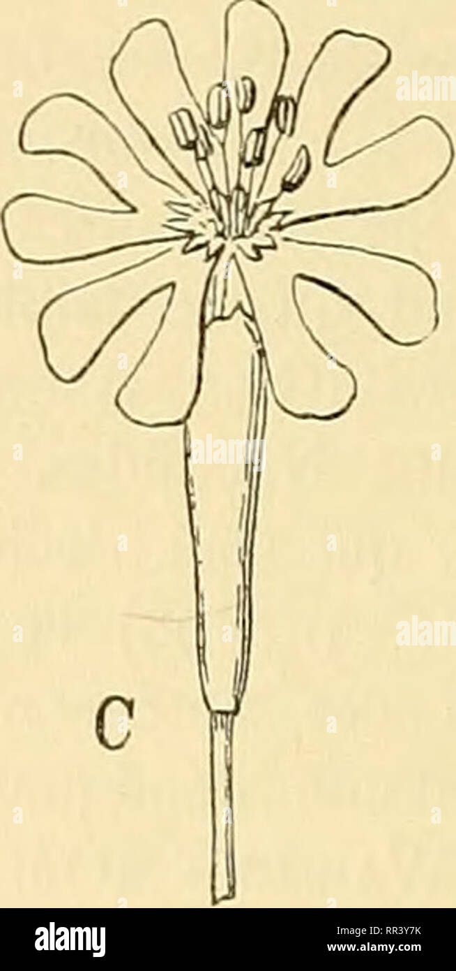 . Acta horti bergiani : Meddelanden från Kongl. Svenska Vetenskaps-Akademiens Trädgård Bergielund. Botany. Fig. 7- Fleurs nj'ctigames de quelques SUcue (voir p. 10 et 18) du Jardin de Bergielund. A, 5. paradoxa L., a 9 h. du soir, forme a fleurs tres grandes. — B, 5. italica (L.) Pers. — C, 5. longiflora Ehrh. Fleurs Gleistogam.es. Dans sa Monographie, p. 42, P. Rohrbach a relevé que certaines especes de Silene ont une pollinisation directe, et il a particuliérement cité les 9 es- peces suivantes (dont le nombre devrait étre réduit ä 7): S. Iiirsuta Lag. lus. i. gallica L. cerastioides L. et ( Stock Photo