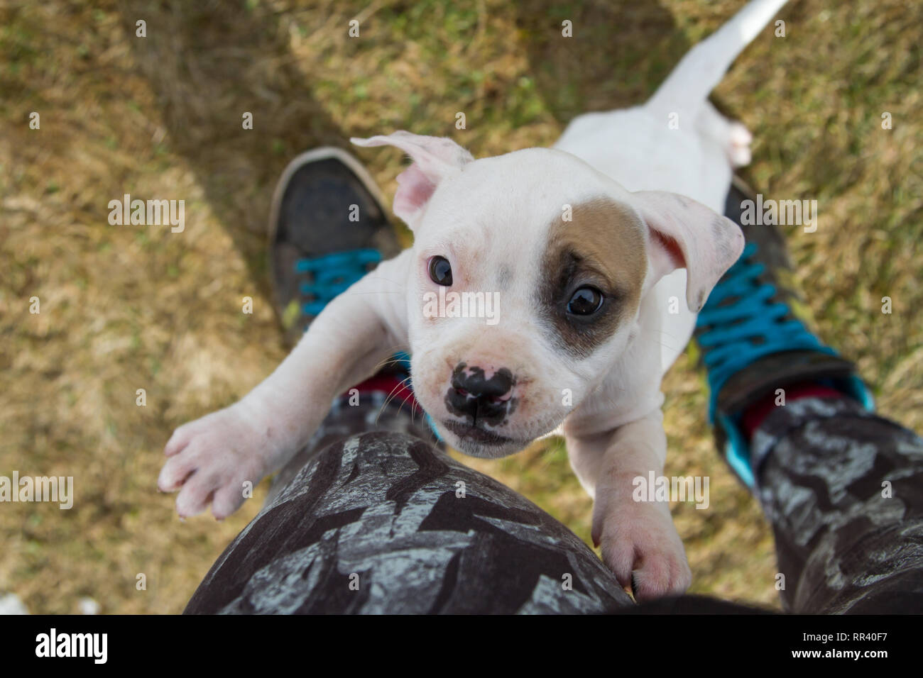 White American Pit Bull Terrier with eye patch jumping at owner Stock Photo
