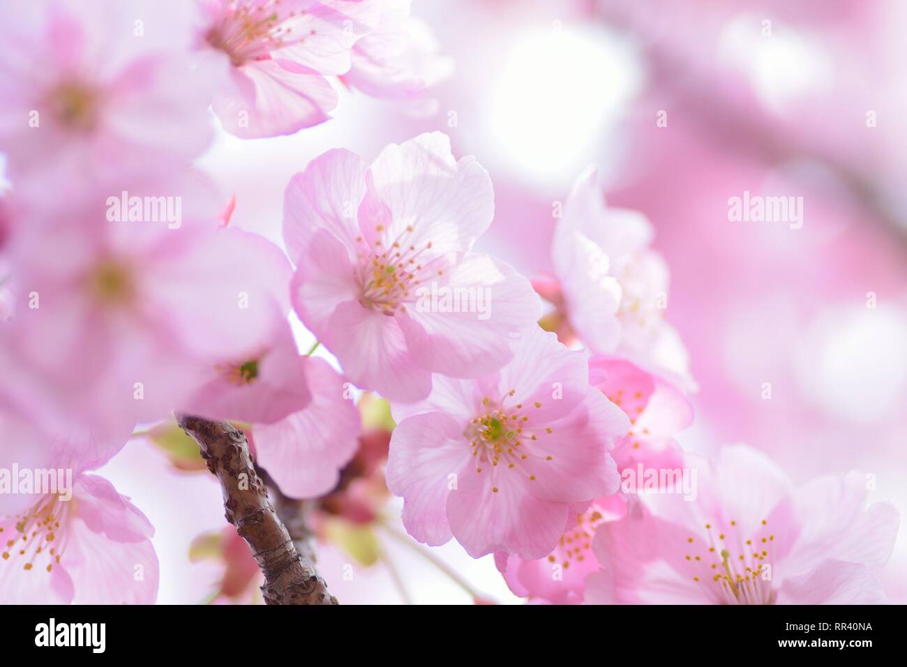 Macro details of pink Cherry blossoms in Japan Stock Photo - Alamy