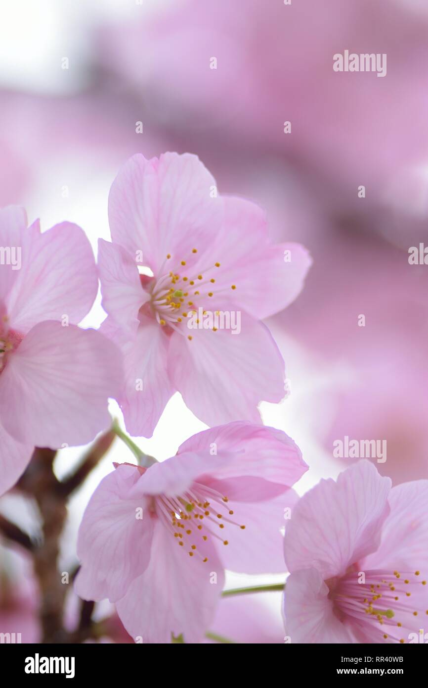 Macro details of pink Cherry blossoms in Japan Stock Photo - Alamy