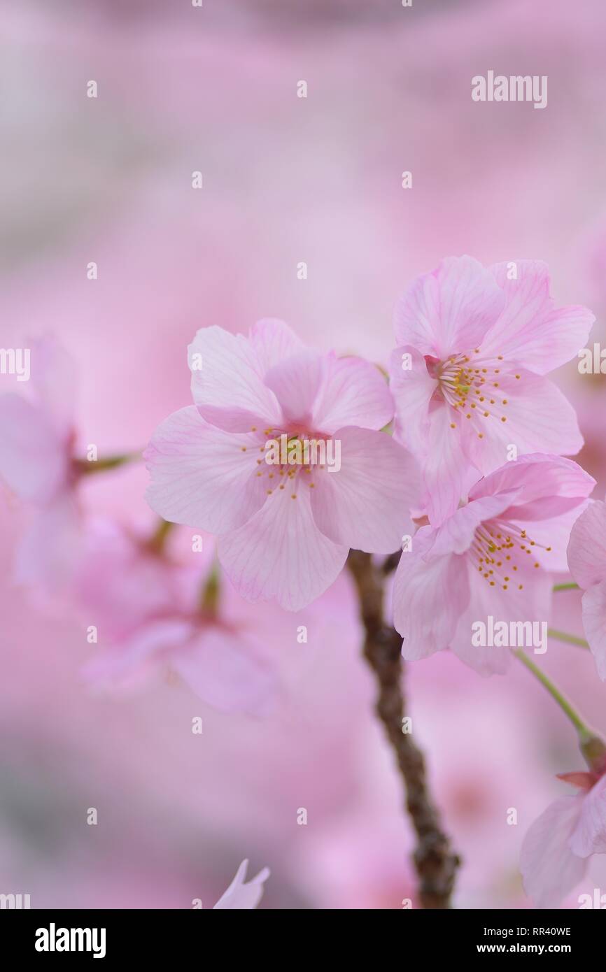 Macro details of pink Cherry blossoms in Japan Stock Photo - Alamy