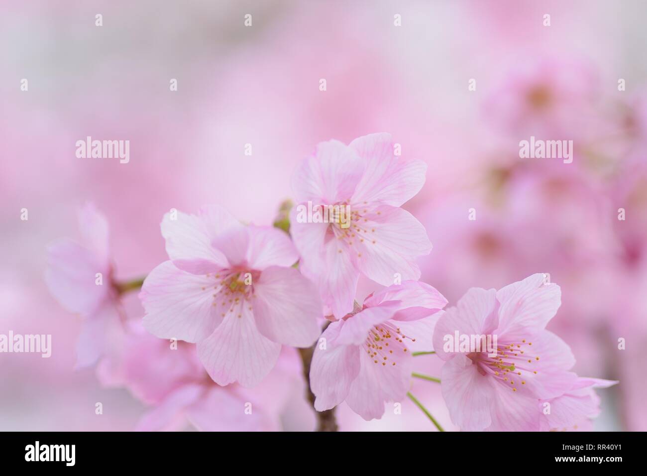 Macro details of pink Cherry blossoms in Japan Stock Photo - Alamy