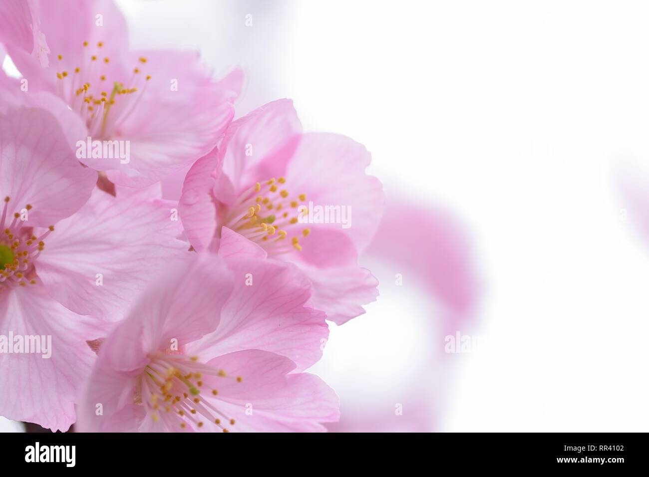 Macro details of pink Cherry blossoms in Japan Stock Photo - Alamy