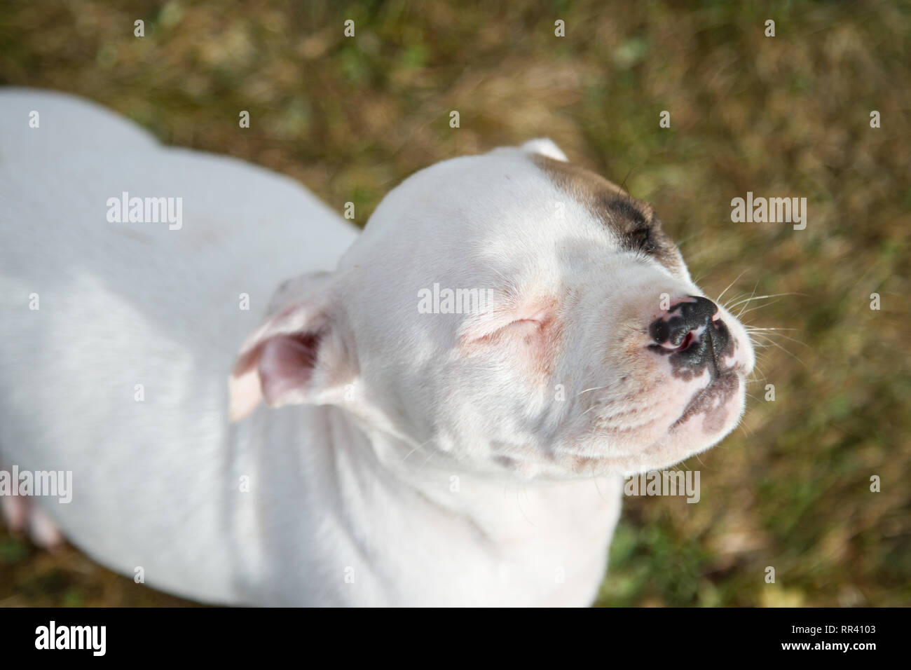 White Bulldog puppy with eye patch having eyes closed Stock Photo