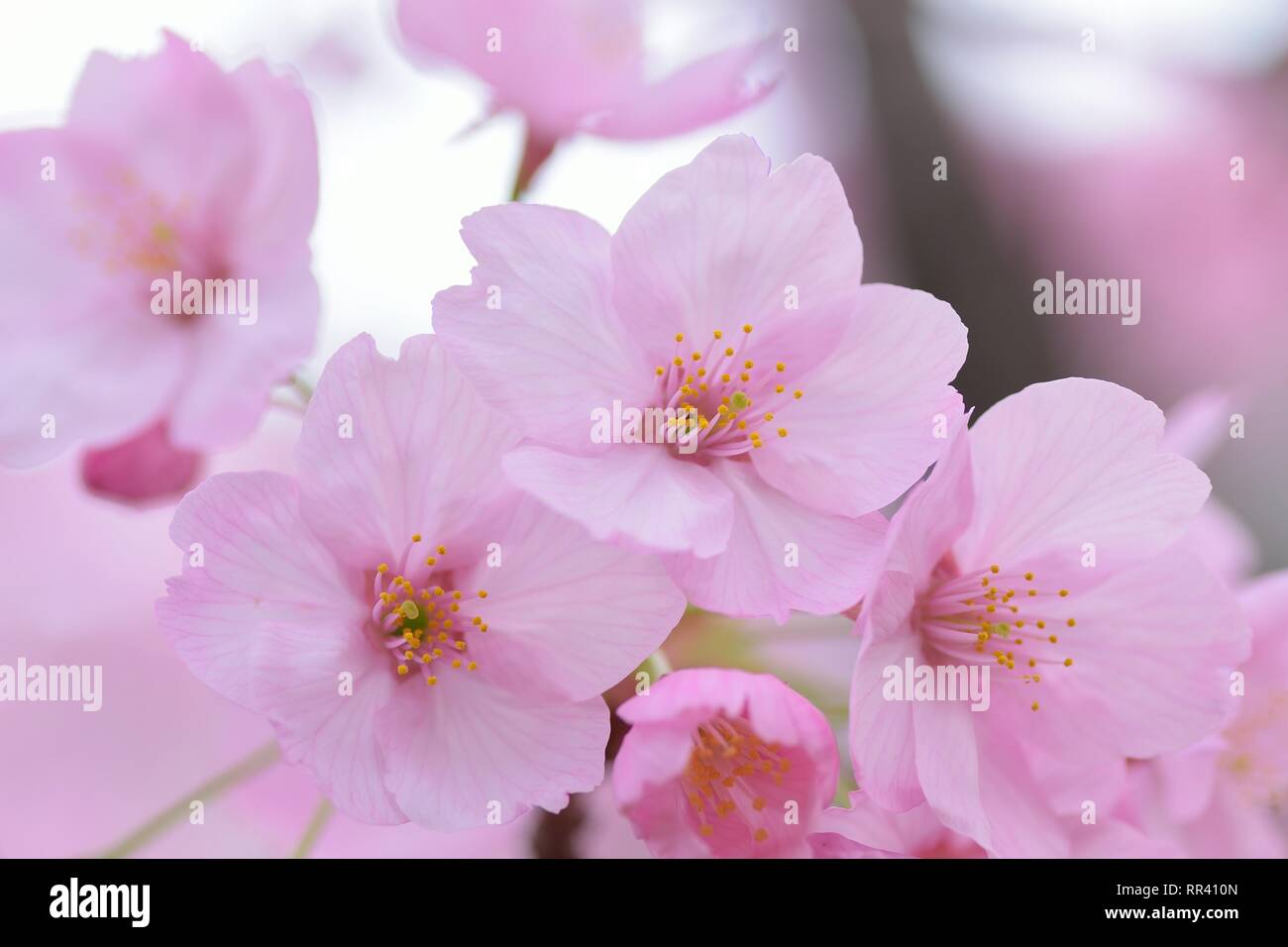 Macro details of pink Cherry blossoms in Japan Stock Photo - Alamy
