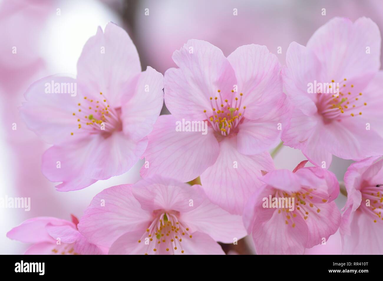 Macro details of pink Cherry blossoms in Japan Stock Photo - Alamy