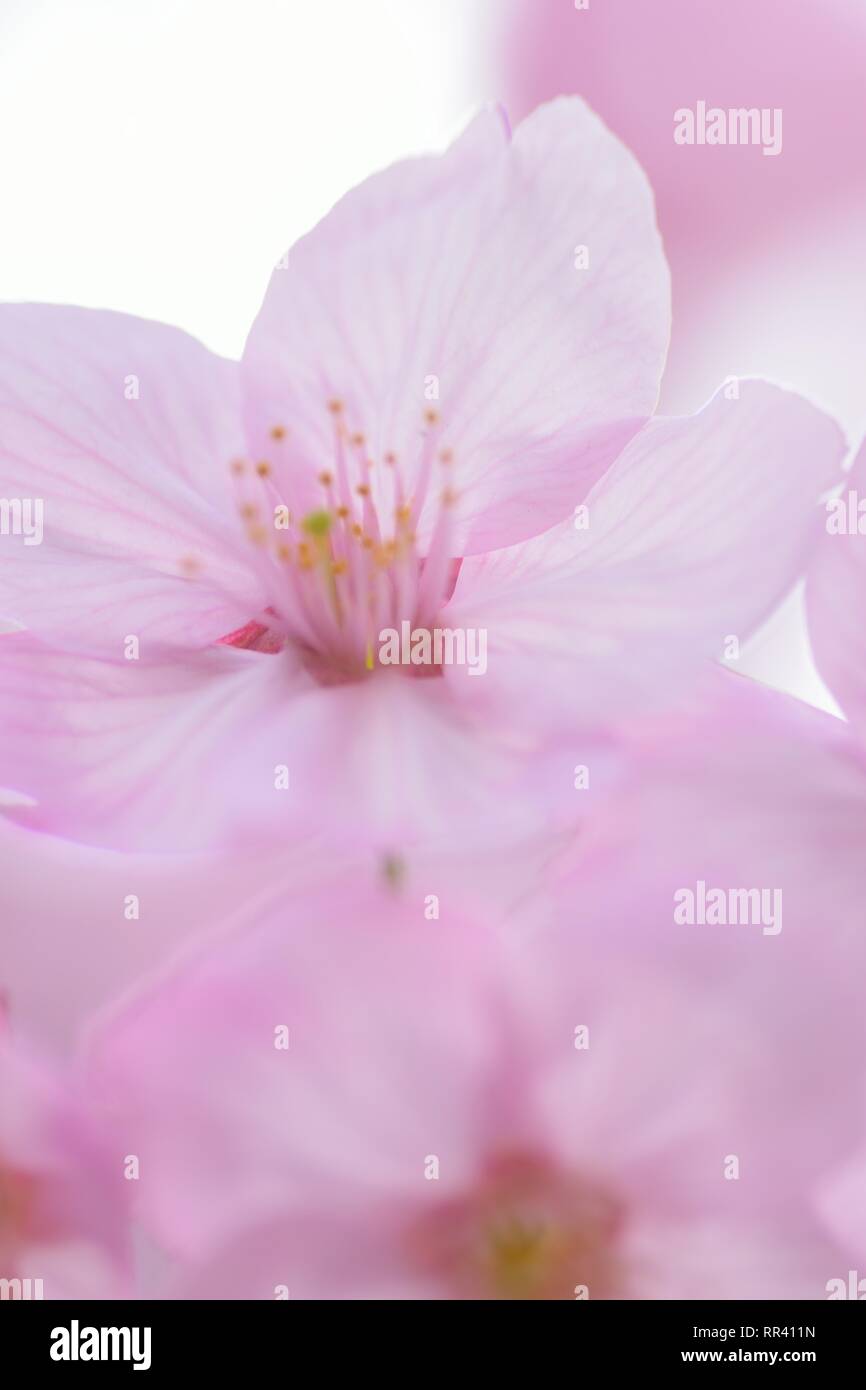 Macro details of pink Cherry blossoms in Japan Stock Photo - Alamy