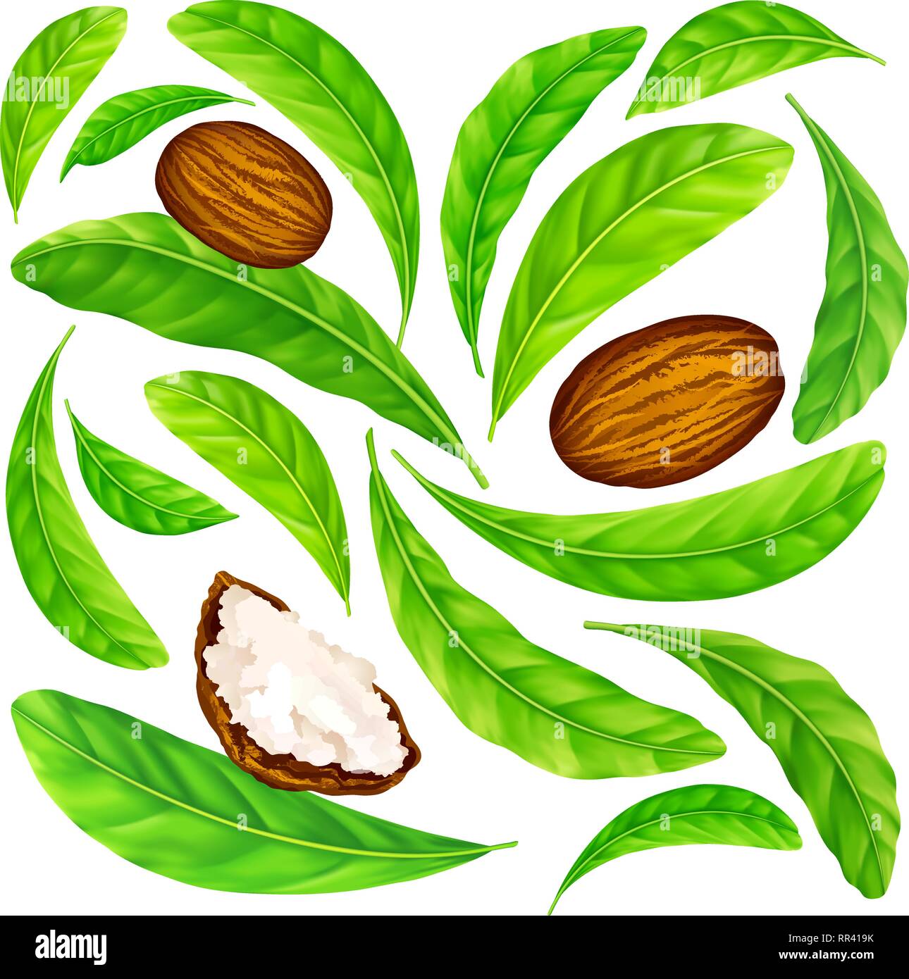 Shea nuts with leaves in vector pattern. Stock Vector