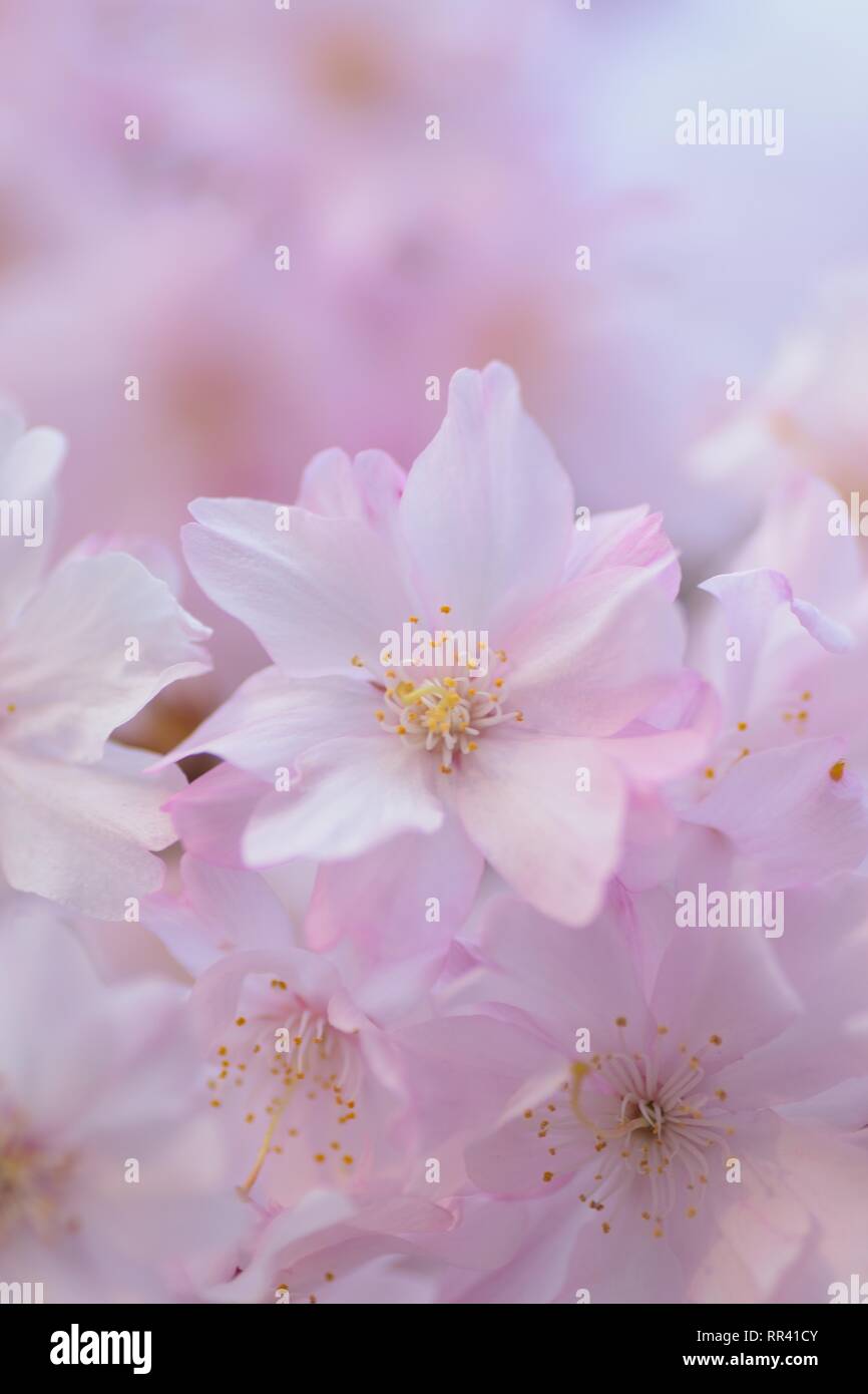 Macro texture of Pink Weeping Cherry blossoms in Japan Stock Photo