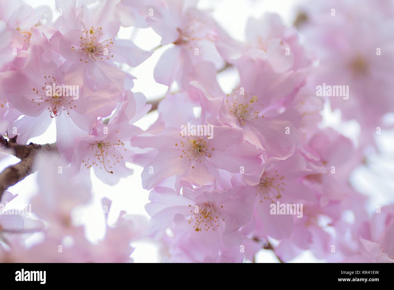 Macro texture of Pink Weeping Cherry blossoms in Japan Stock Photo