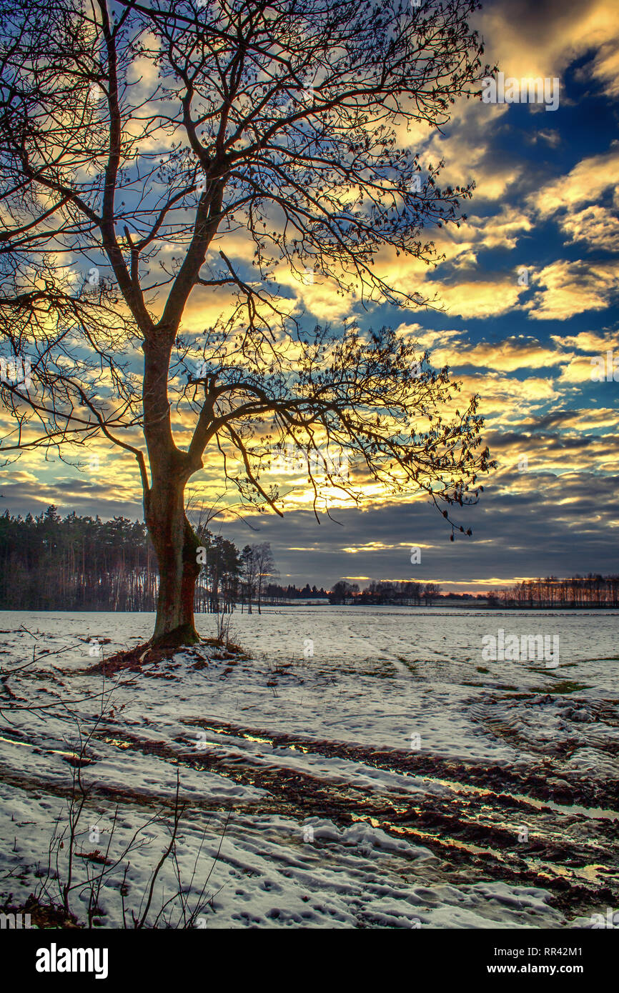 Winter in a pine forest Stock Photo - Alamy