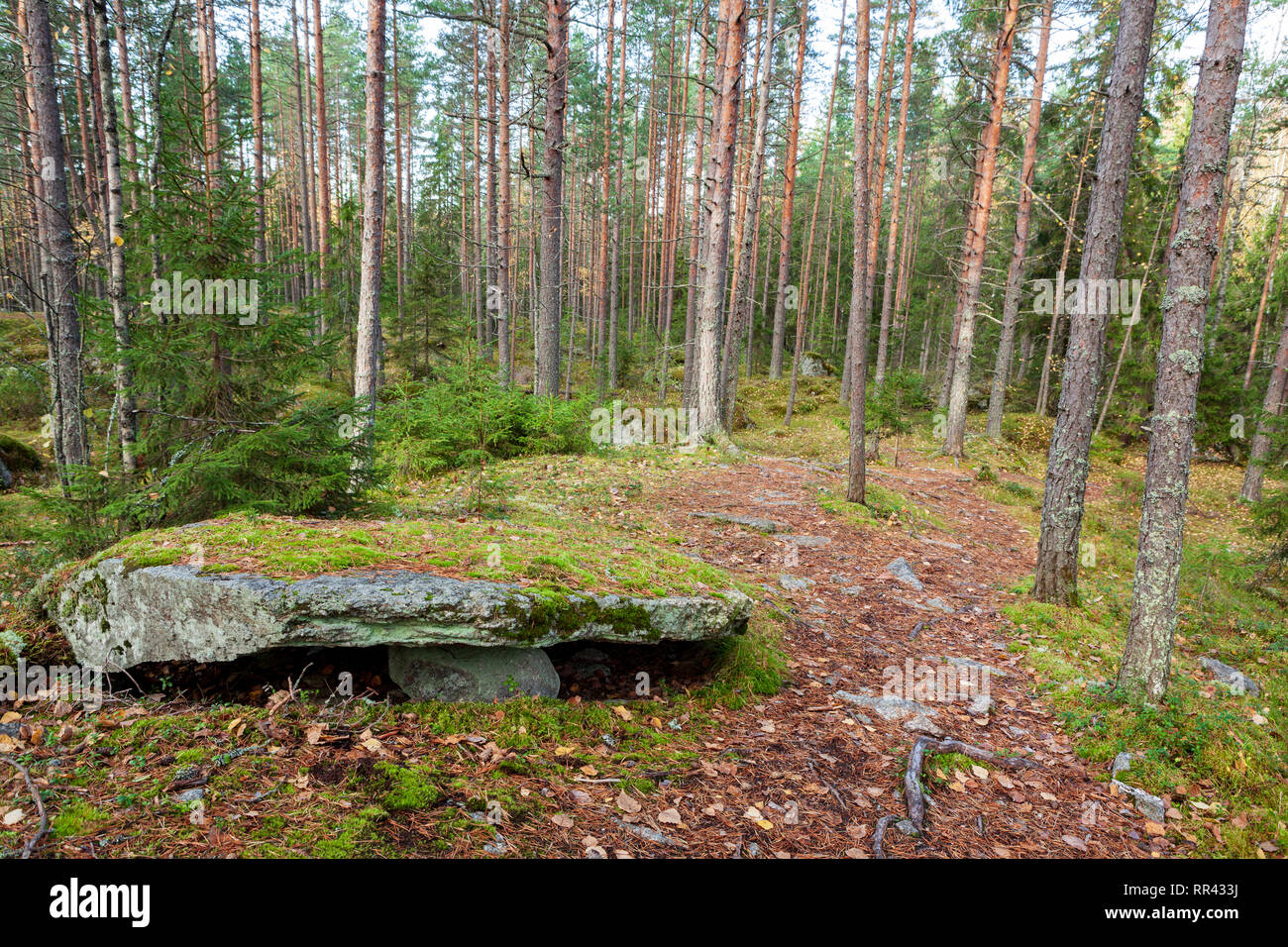 Big rock in forest landscape Stock Photo