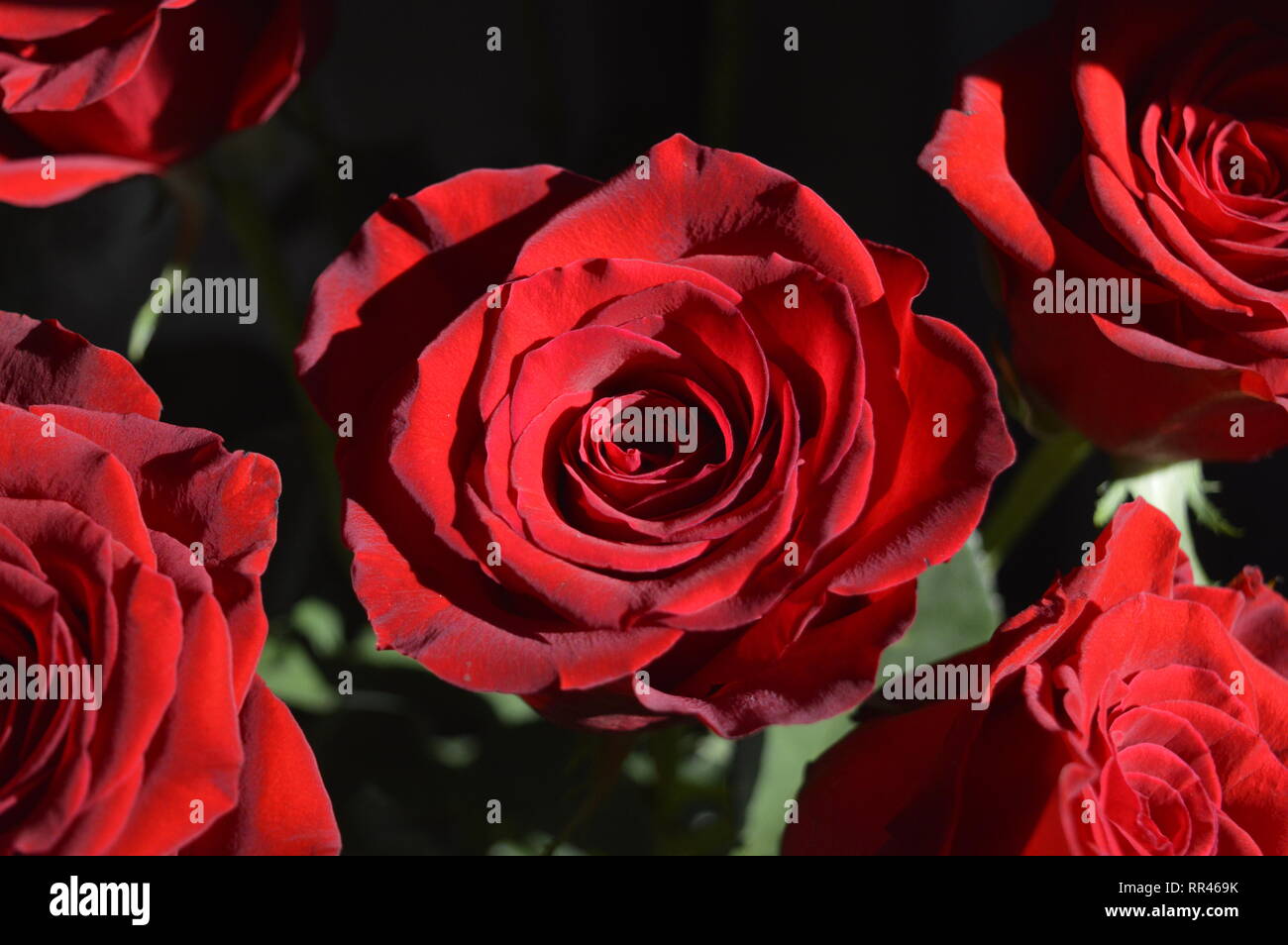 Red Roses Sunlight Classic red roses hi-res stock photography and images - Alamy