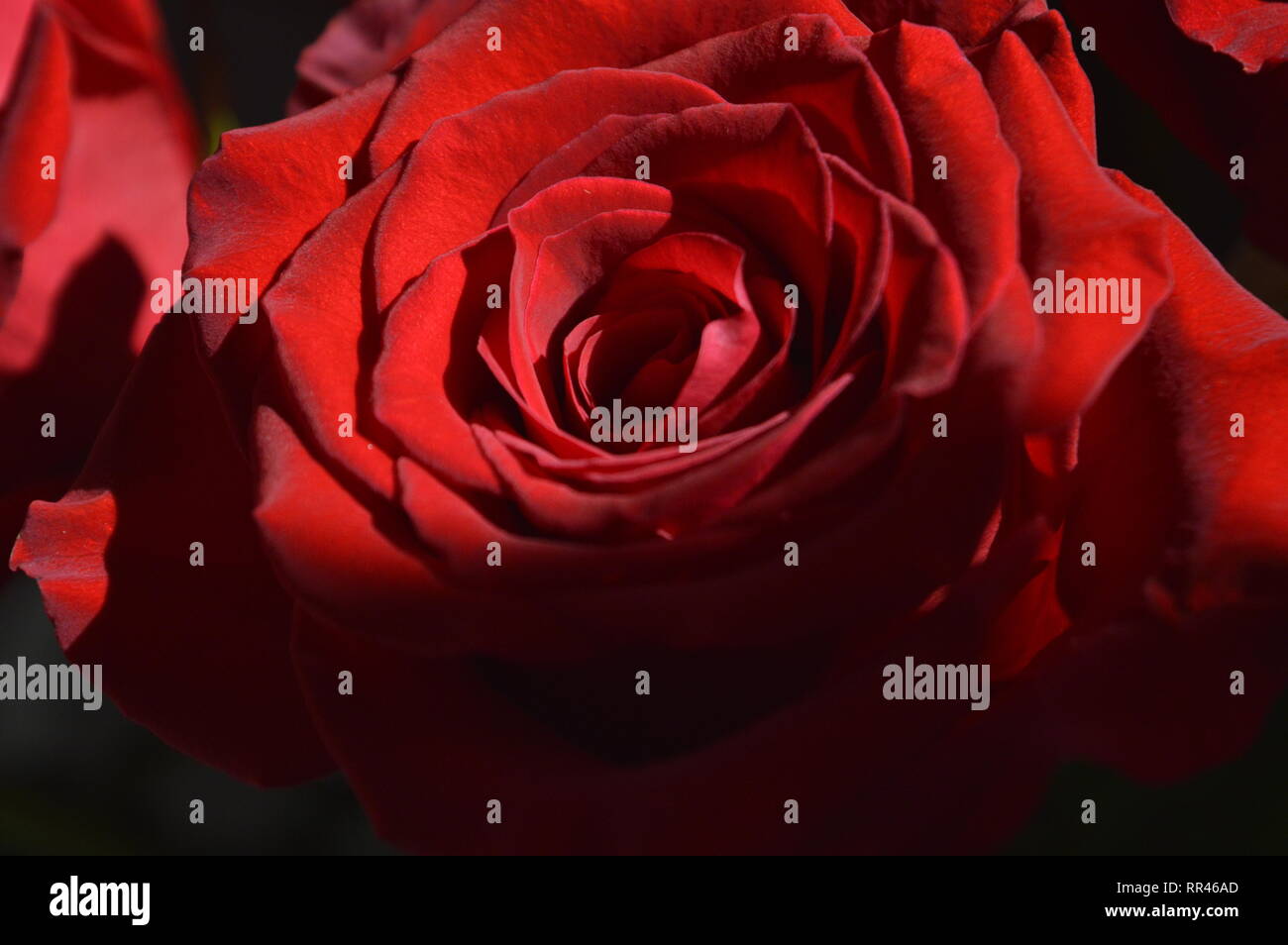 Red Roses Sunlight Sunlight detail hi-res stock photography and images - Alamy