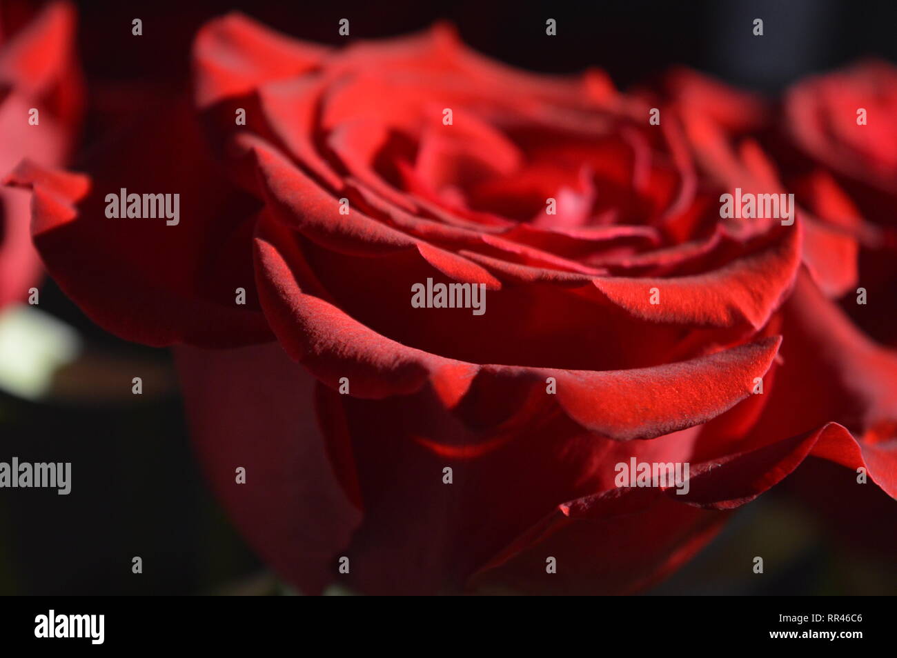 An image of red roses in sunlight Stock Photo Alamy