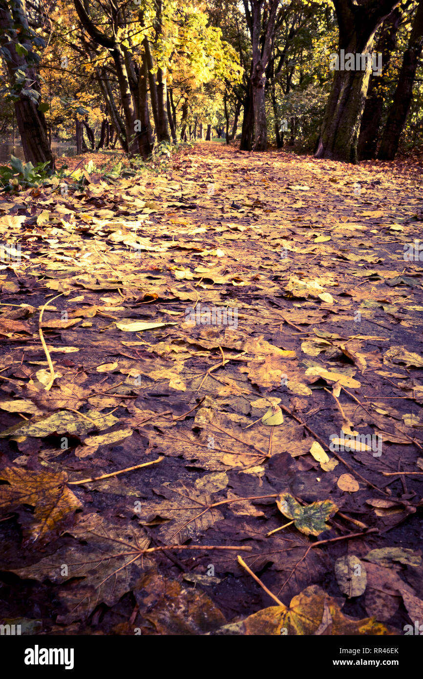 empty road in the woods, with fallen leaves Stock Photo - Alamy