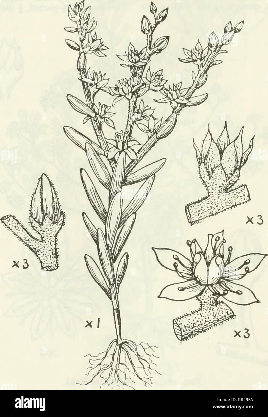 . An account of the genus Sedum as found in cultivation. Sedum; Crassulaceae. 304 JOURNAL OF THE ROYAL HORTICULTURAL SOCIETY. 148. Sedum rubens Linn. (fig. 181). S. rubens Linn., &quot;Species Plantarum,&quot; 432, 1753. Synonyms.—Crassula rubens L. Procrassula pallidifiora' ]ord. and Fourr. Aithales rubens Webb and Berth. Illustrations.—De Candolle, &quot; Plantes Grasses,&quot; tab. 55. &quot; Flora Danica,&quot; 1, tab. 82. Sturm, &quot; Deutschlands Flora,&quot; 6, tab. 22. Rochel, &quot; Plantae Banatus. Fig. 181.—S. rubens Linn. Rar.,&quot; tab. 15. Cusin and Ansberque, &quot; Herb. Flor Stock Photo