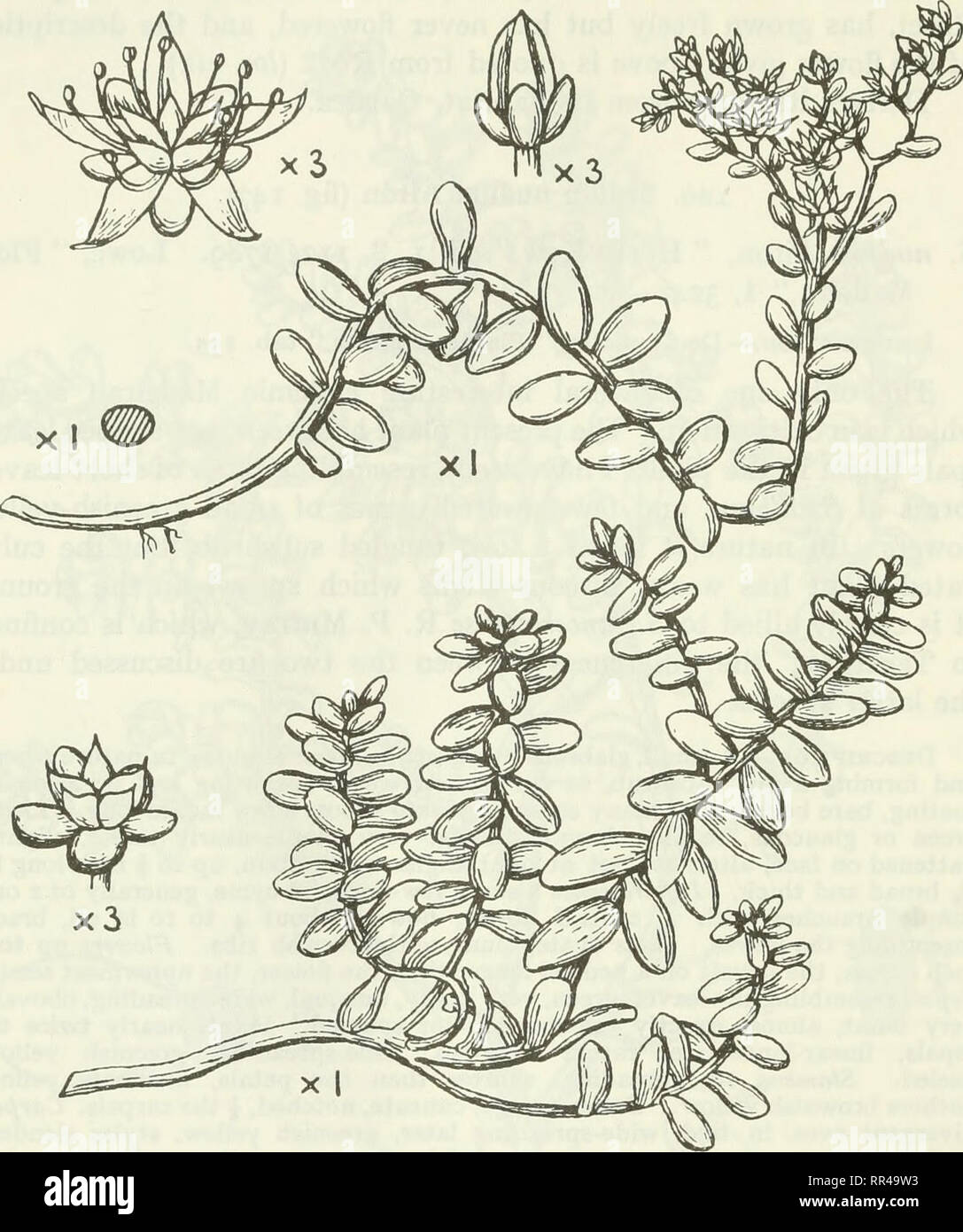 . An account of the genus Sedum as found in cultivation. Sedum; Crassulaceae. 252 JOURNAL OF THE ROYAL HORTICULTURAL SOCIETY. By the kindness of Dr. G. V. Perez, of Teneriffe, I received, in 1916, plants collected in Madeira the previous year by Sefior Menezes.. Fig. 147.—5. nudum Alton. They closely resemble the Kew plant, but the leaves were rather greener and more slender. 121. Sedum lancerottense R. P. Murray (fig. 148). S. lancerottense R. P. Murray in Journ. oj Bot., 37, 2or, 1899. This plant (the only Sedum in the Canaries, excepting the widely- spread annual 5. rubens) comes very close Stock Photo