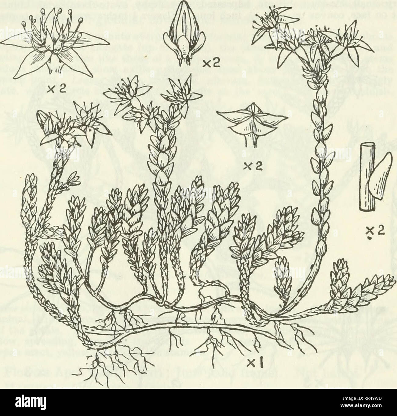 . An account of the genus Sedum as found in cultivation. Sedum; Crassulaceae. 246 JOURNAL OF THE ROYAL HORTICULTURAL SOCIETY. 117. Sedum acre Linn. (fig. 143). 5. acre Linn., &quot;Species Plantarum,&quot; 432, 1753. Masters in Card. Chron. 1878, ii. 684. Illustrations.—Sowerby, &quot; English Bot.&quot; (ed. 3), pi. 532 ; Reichenbach, &quot; Flor. German.,&quot; 23,tab. 51 ; DeCandolle, &quot; PlantesGrasses,&quot; tab. 117 ; &quot;Flora. Fig. 143.—S. acre Linn. Danica,&quot; tab. 1457 ; Curtis, &quot; Flor. Londin.,&quot; 1,114; Cusin and Ansberque, &quot; Herb. Flore fran9aise, Crassul.,&qu Stock Photo