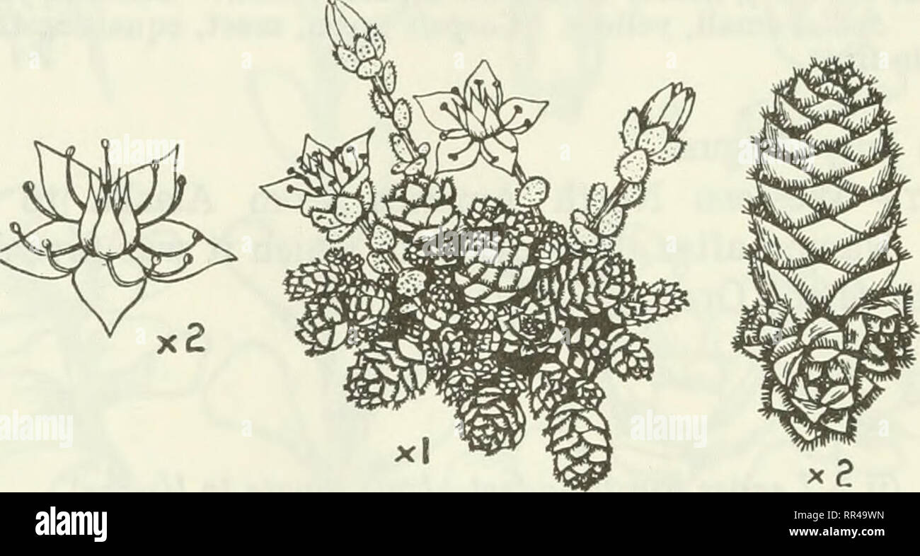 . An account of the genus Sedum as found in cultivation. Sedum; Crassulaceae. 244 JOURNAL OF THE ROYAL HORTICULTURAL SOCIETY. 115. Sedum humifusum Rose (fig. 141). 5. humifusum Rose in &quot; Contrib. U.S. Nat. Herb.,&quot; 13,298, 1911. Illustration.—Loc. cit., pi. 55 (photo). A delightful tiny species forming a fresh green, moss-like mat, and easily recognized by its strongly ciliate leaves and solitary star- like yellow flowers. In appearance nearest to S. compactum, but this has white sub-globular flowers and smooth leaves. Description.—A minute evergreen mat-forming perennial. Marginal sh Stock Photo