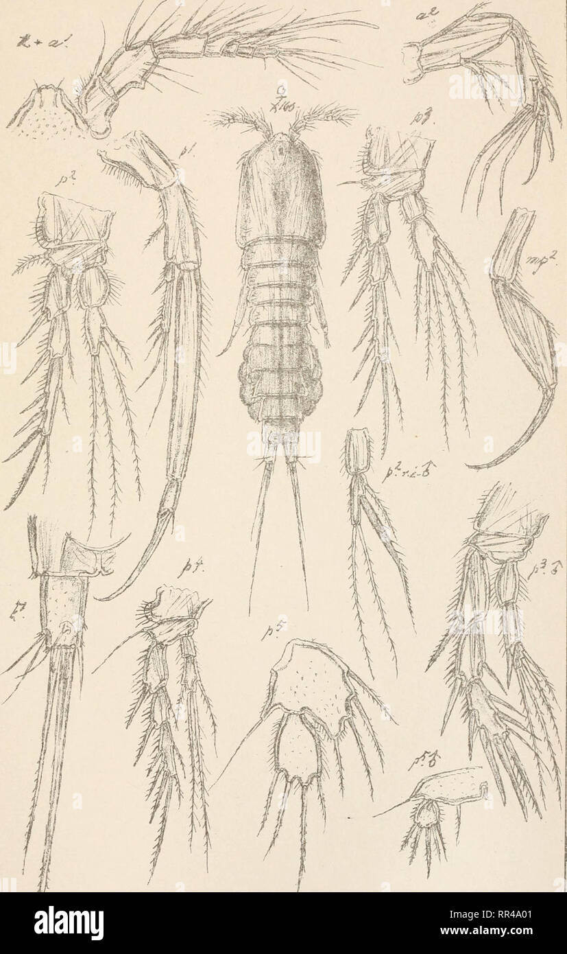 . An account of the Crustacea of Norway, with short descriptions and figures of all the species. Crustacea -- Norway. Copepoda Laophontidae Harpacticoida Suppl.P1.46. G.O.Sars. auto3r. Norsk Lithgr. OffYcin. Laophonte karmensis, G.O.Sars.. Please note that these images are extracted from scanned page images that may have been digitally enhanced for readability - coloration and appearance of these illustrations may not perfectly resemble the original work.. Sars, G. O. (Georg Ossian), 1837-1927. Christiania, Copenhagen, A. Cammermeyer Stock Photo
