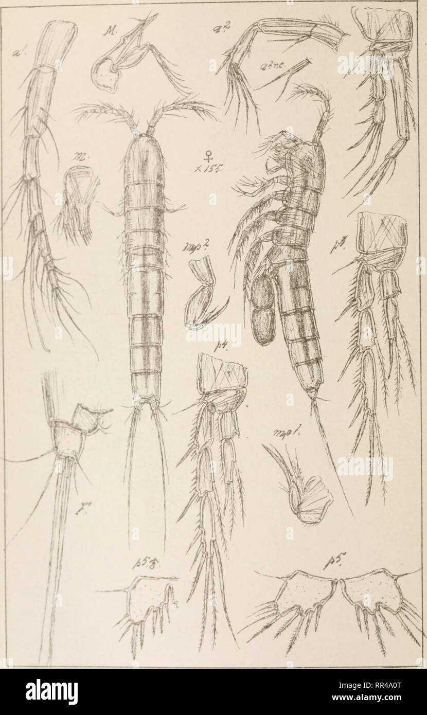 . An account of the Crustacea of Norway, with short descriptions and figures of all the species. Crustacea -- Norway. Copepoaa Canthocamptidae Harpacticoida SuppI.Pl.W. G.O Sars, outogr. Norsk Liihgr. Offi'cin. Leptomesochra confluens, G.O. Sars.. Please note that these images are extracted from scanned page images that may have been digitally enhanced for readability - coloration and appearance of these illustrations may not perfectly resemble the original work.. Sars, G. O. (Georg Ossian), 1837-1927. Christiania, Copenhagen, A. Cammermeyer Stock Photo