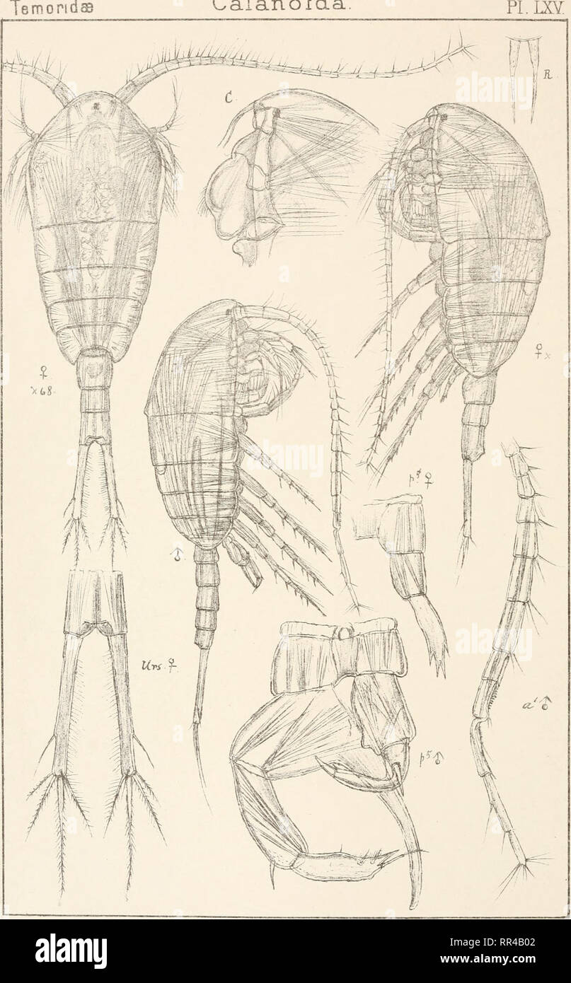 . An account of the Crustacea of Norway, with short descriptions and figures of all the species. Crustacea -- Norway. TemondsB Copepoda Calanoida. • y£^ . ir. G 0 Sars autogr. Temora longicornis (Mull.) Trykt i den private Opmaaling Chra. Please note that these images are extracted from scanned page images that may have been digitally enhanced for readability - coloration and appearance of these illustrations may not perfectly resemble the original work.. Sars, G. O. (Georg Ossian), 1837-1927. Christiania, Copenhagen, A. Cammermeyer Stock Photo