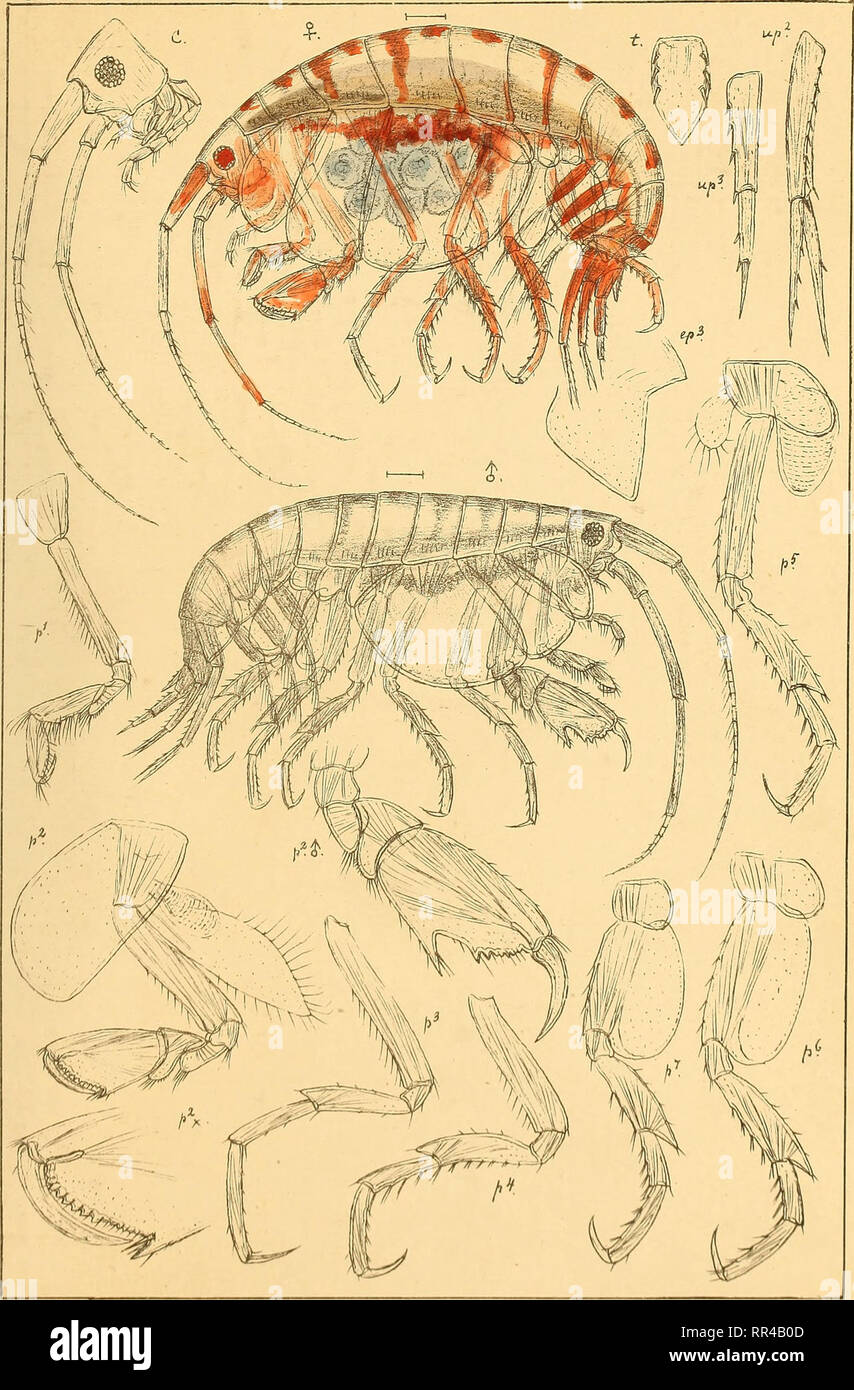. An account of the Crustacea of Norway, with short descriptions and figures of all the species. Crustacea. ShsnoHioidse AMPHIPODA PI.8S.. G.OSars auto^r. Mehopa Boeckii, n.sp.. Please note that these images are extracted from scanned page images that may have been digitally enhanced for readability - coloration and appearance of these illustrations may not perfectly resemble the original work.. Sars, G. O. (Georg Ossian), 1837-1927. Christiania, Copenhagen, A. Cammermeyer Stock Photo
