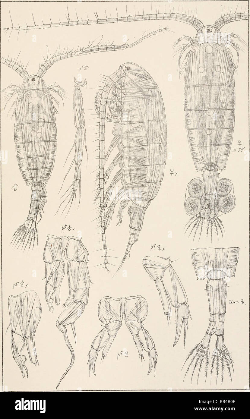 . An account of the Crustacea of Norway, with short descriptions and figures of all the species. Crustacea -- Norway. Diaptomidffi Copepoda Calanoida PI. LXIY. m ',  .•;••. GO Sars autoqr Trykti den private Opmaalmg.Chra Diaptomus graciloides, Lilljeb. Please note that these images are extracted from scanned page images that may have been digitally enhanced for readability - coloration and appearance of these illustrations may not perfectly resemble the original work.. Sars, G. O. (Georg Ossian), 1837-1927. Christiania, Copenhagen, A. Cammermeyer Stock Photo
