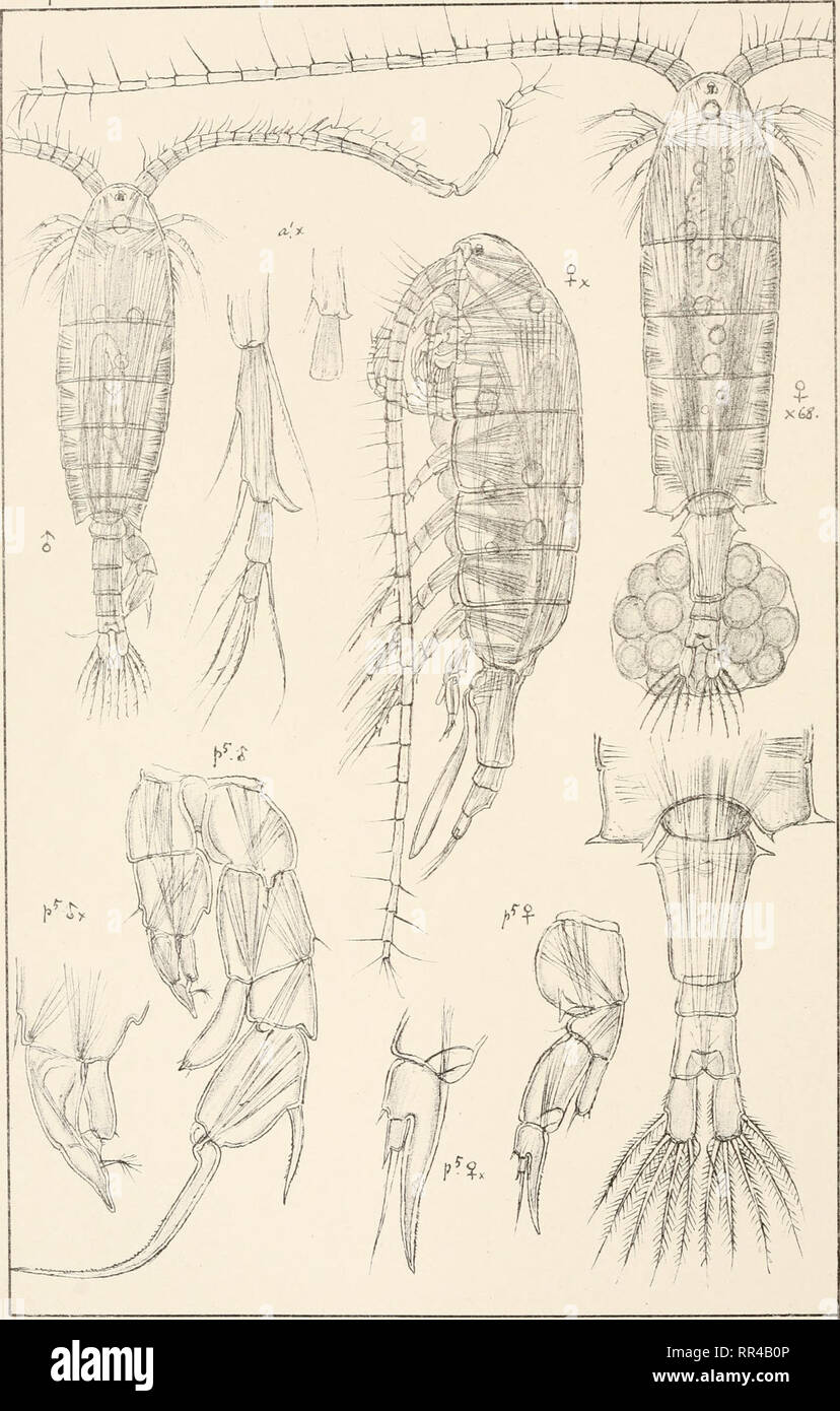 . An account of the Crustacea of Norway, with short descriptions and figures of all the species. Crustacea -- Norway. Diaptomidas Copepoda Calanoida PI.1XHI {. G 0 Sars autogp Diaptomus graciiis G.O.Sars. Tryktiden private Opmaahng.Chra. Please note that these images are extracted from scanned page images that may have been digitally enhanced for readability - coloration and appearance of these illustrations may not perfectly resemble the original work.. Sars, G. O. (Georg Ossian), 1837-1927. Christiania, Copenhagen, A. Cammermeyer Stock Photo