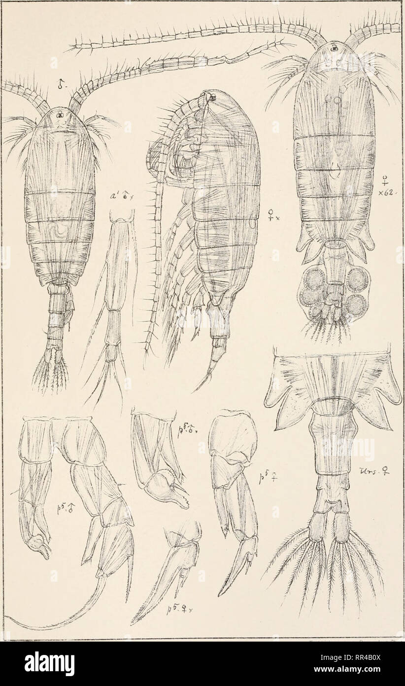 . An account of the Crustacea of Norway, with short descriptions and figures of all the species. Crustacea -- Norway. Diaptomidae Copepoda Calanoida PI. LXII * j-55r &quot;--^-^S52r; r'V - •^^r,-- I ( ,.-.-- »• •' ' ' 1 J ^ffl I ^ '^M^M .,., J tS^fj^fV I KMM.I /I ' / : / /it. G C Sars axitogr Diaptomus laciniafus , Lilljeb. TVykriden private Opmaalinq.Chra. Please note that these images are extracted from scanned page images that may have been digitally enhanced for readability - coloration and appearance of these illustrations may not perfectly resemble the original work.. Sars, G. O. (Geo Stock Photo