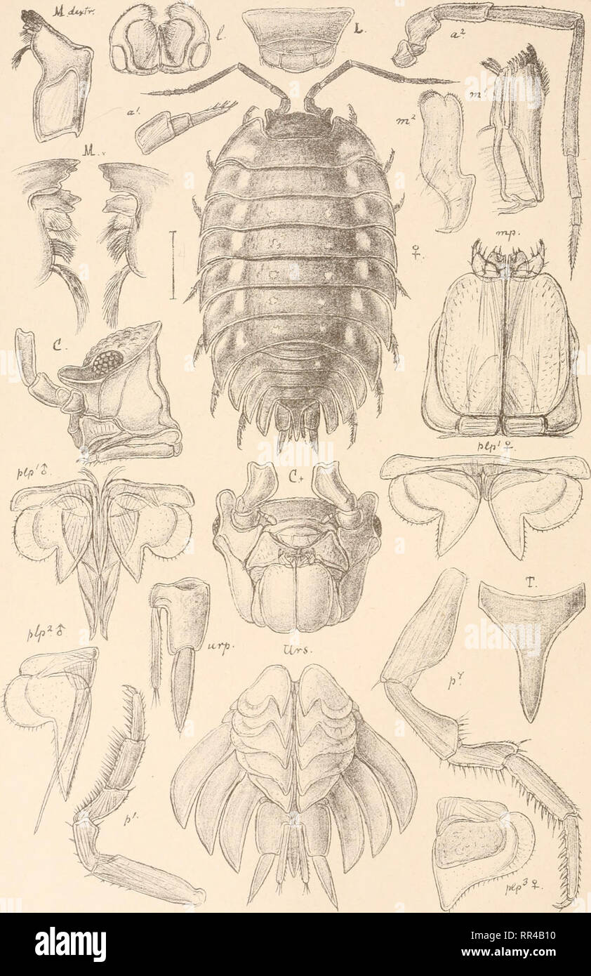 . An account of the Crustacea of Norway, with short descriptions and figures of all the species. Crustacea -- Norway. Oniscidae. I s opo &lt;da. PI. 75. JL -. G.O. S ars, autogr . Oniscus asellus, Lin.. Please note that these images are extracted from scanned page images that may have been digitally enhanced for readability - coloration and appearance of these illustrations may not perfectly resemble the original work.. Sars, G. O. (Georg Ossian), 1837-1927. Christiania, Copenhagen, A. Cammermeyer Stock Photo