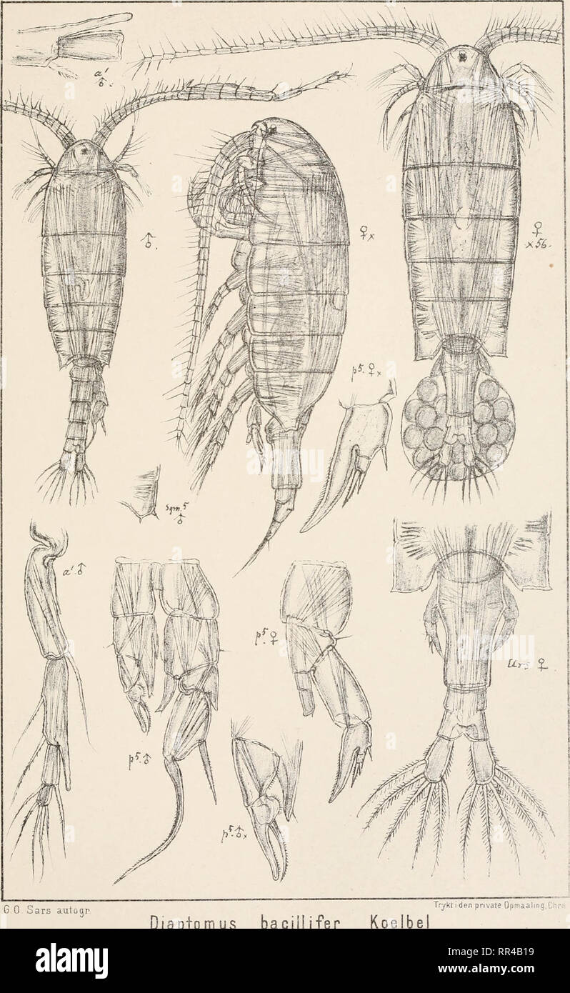 . An account of the Crustacea of Norway, with short descriptions and figures of all the species. Crustacea -- Norway. Diaptomidae Copepoda Calanoida PI. IX 13 '/.- j] -?. 6 0 Sars autogr Diaptomus baciiiifer Koelbe. Please note that these images are extracted from scanned page images that may have been digitally enhanced for readability - coloration and appearance of these illustrations may not perfectly resemble the original work.. Sars, G. O. (Georg Ossian), 1837-1927. Christiania, Copenhagen, A. Cammermeyer Stock Photo